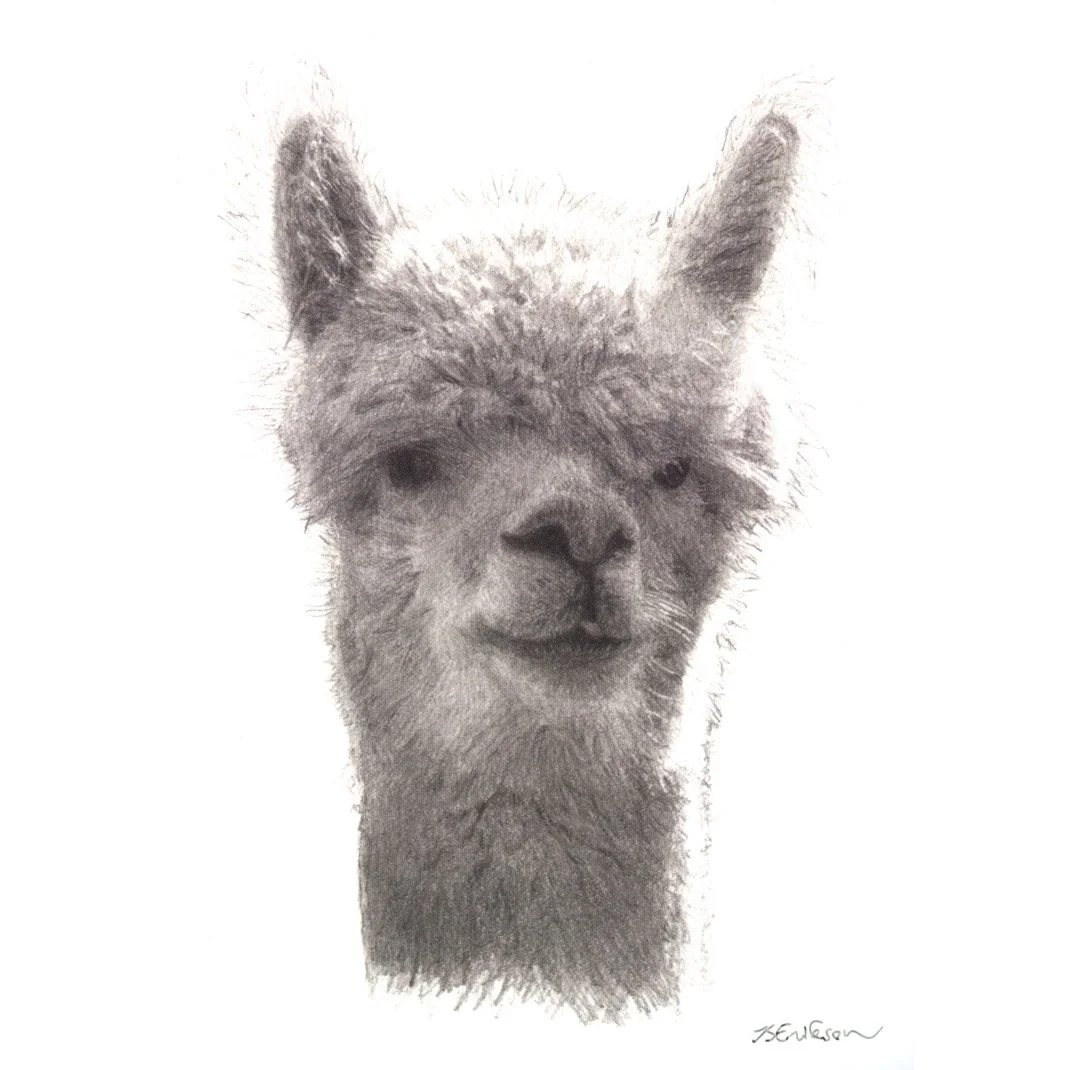 Albert the Alpaca (Postcard)