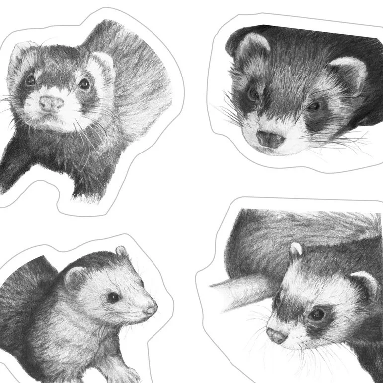 kleepsuleht tuhkrud Zoom.jpeg