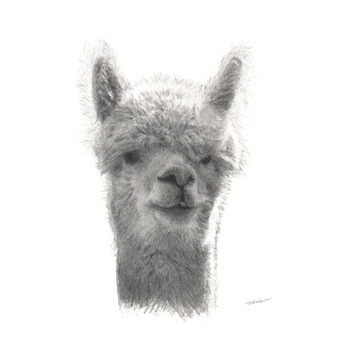 alpaka, puhastatud_Print_M.jpeg