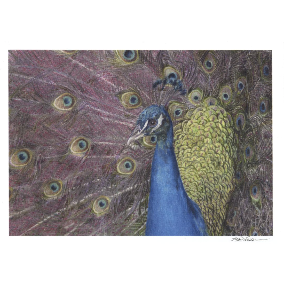 His Excellency Needs No Approval (Postcard)