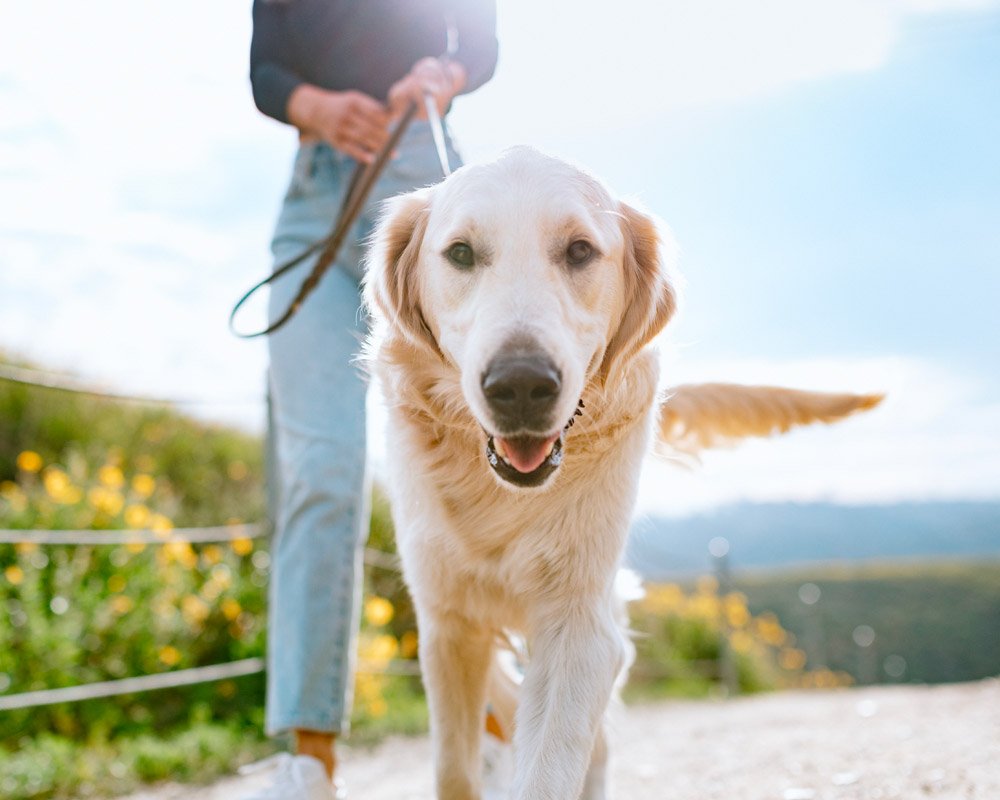 8 Dog Walk Essentials You Need in Your Life