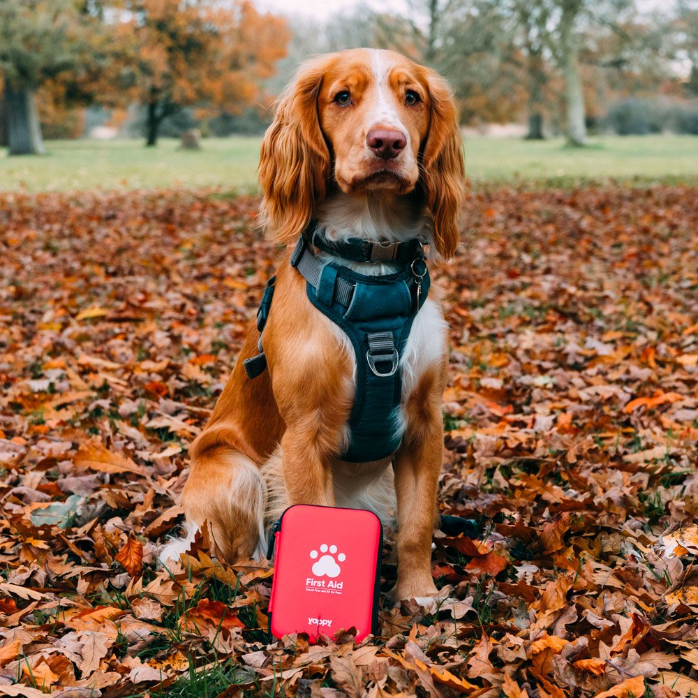 11 First Aid Tips for Dogs