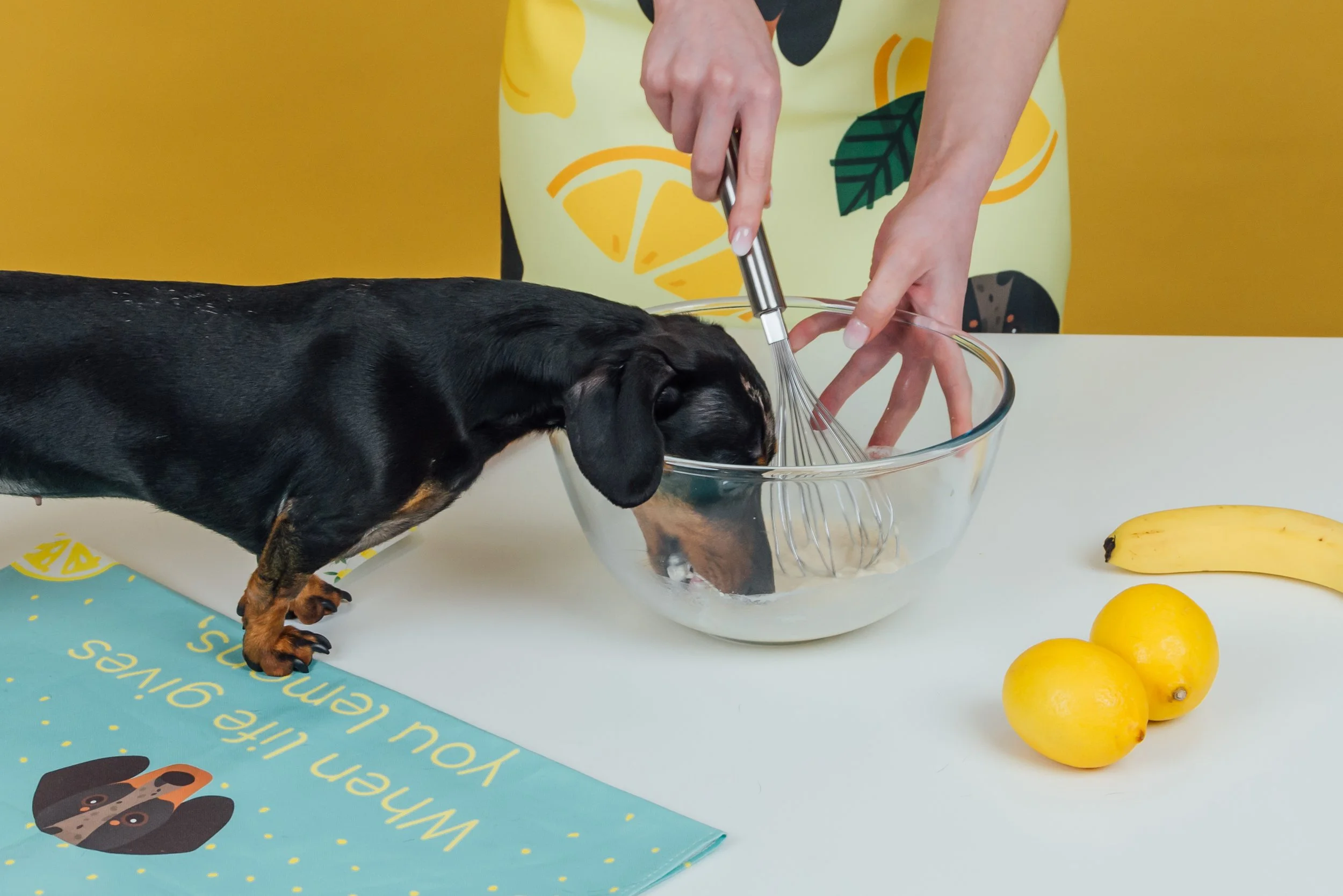 DogFriendly Pancake Recipe — Yappy Life