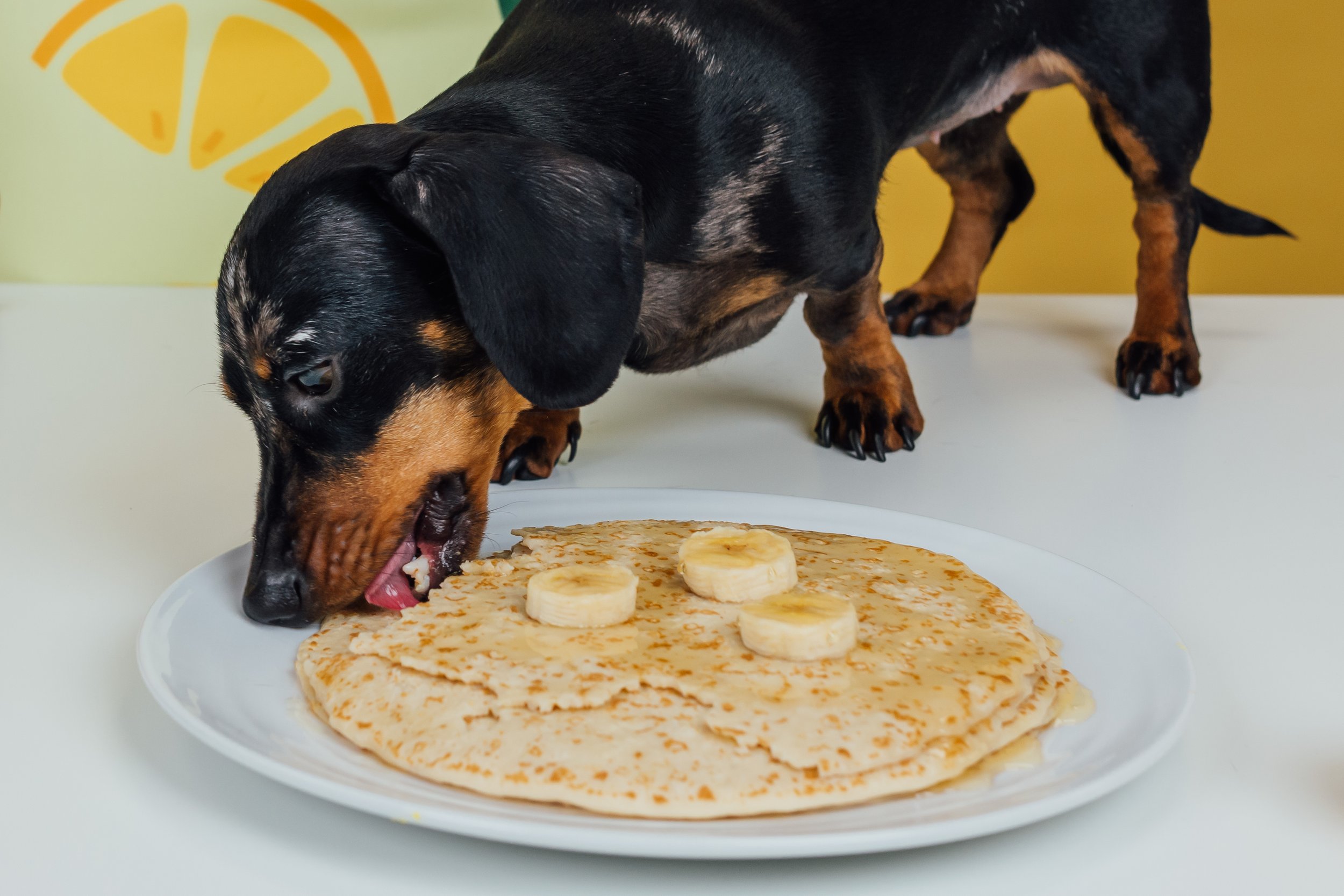 Dog-Friendly Pancake Recipe