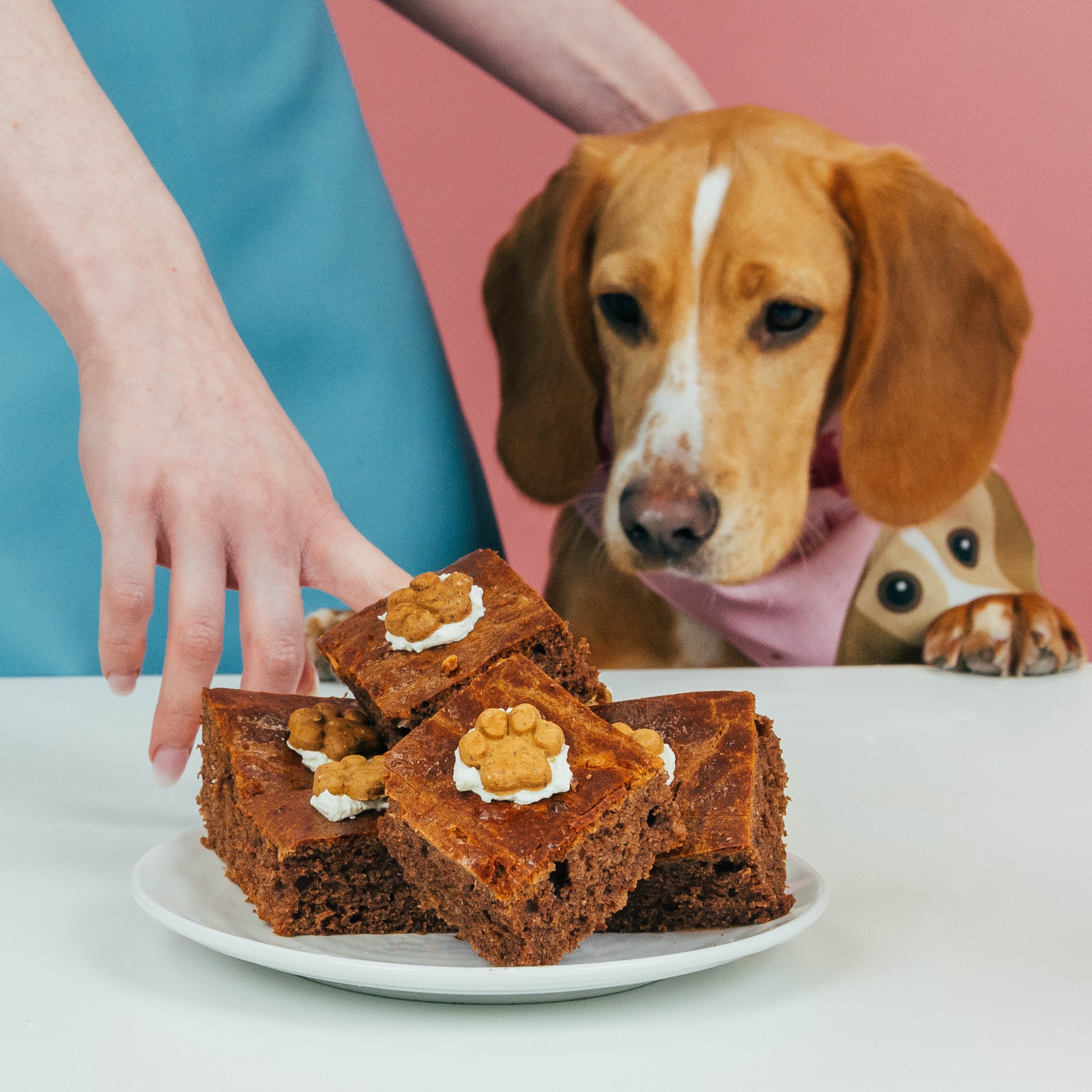 Dog-Friendly Brownie Recipe