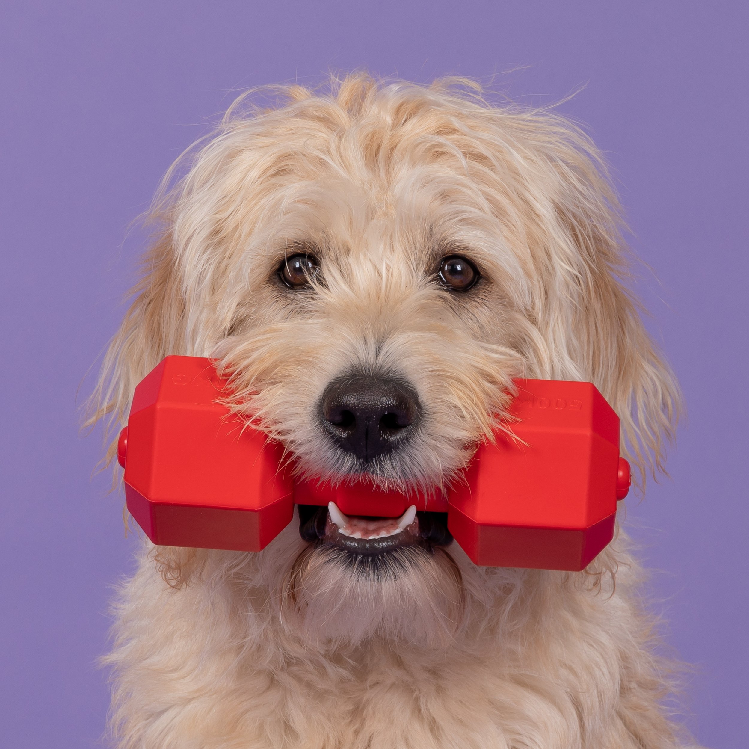 Dog Photography: 5 Tips for Taking Better Photos of Your Dog