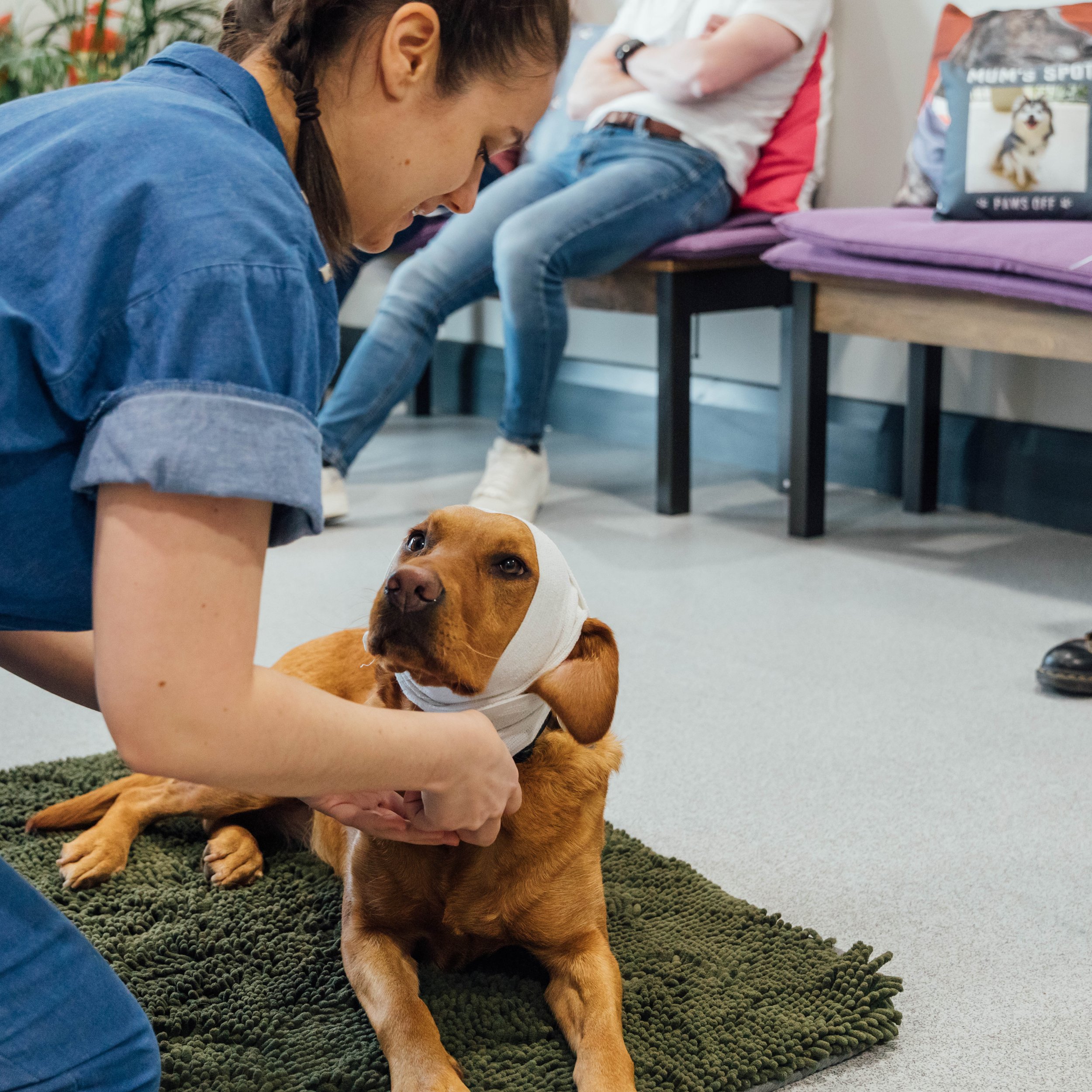 Yappy Learns Dog First Aid: 5 Key Things to Know in an Emergency