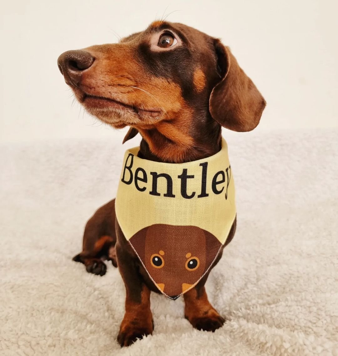 Dressing Up Your Dog: How to Tell If They’re Having Fun