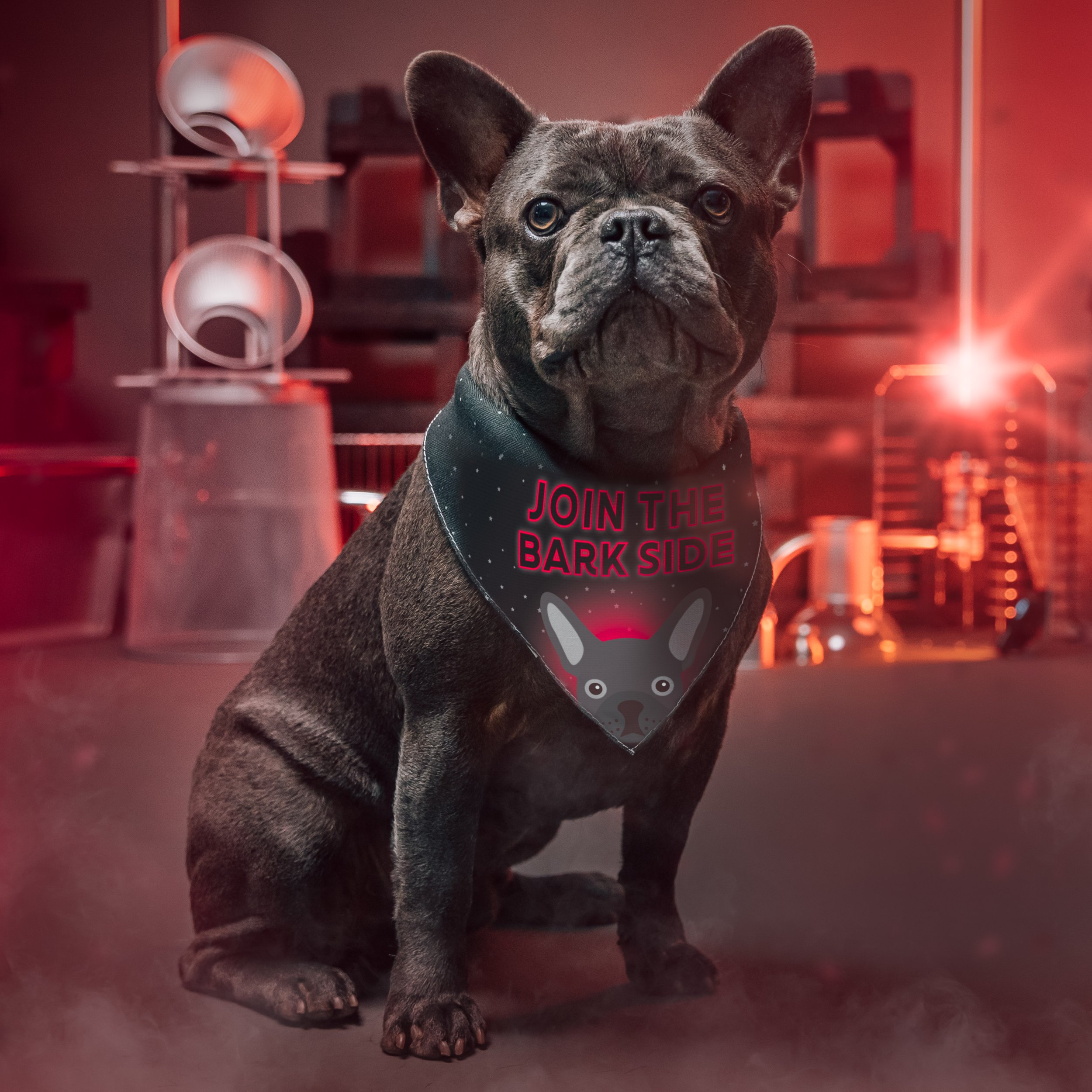 The Best Dog Gifts for Movie Lovers