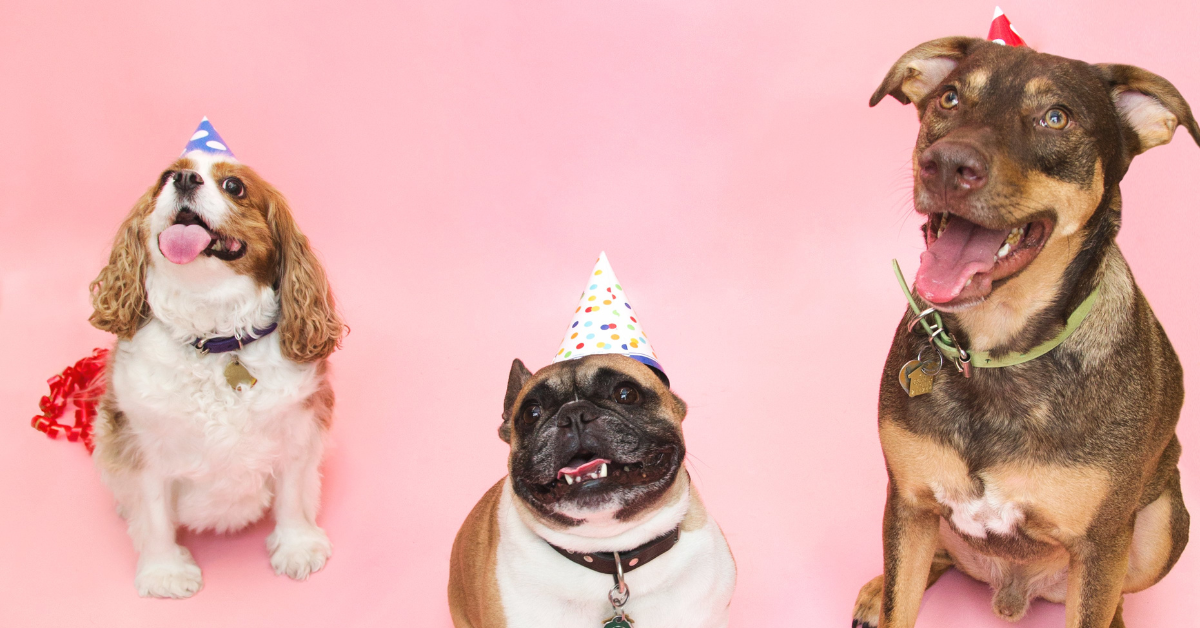 5 Ways to Celebrate Your Dog's Birthday — Yappy Life