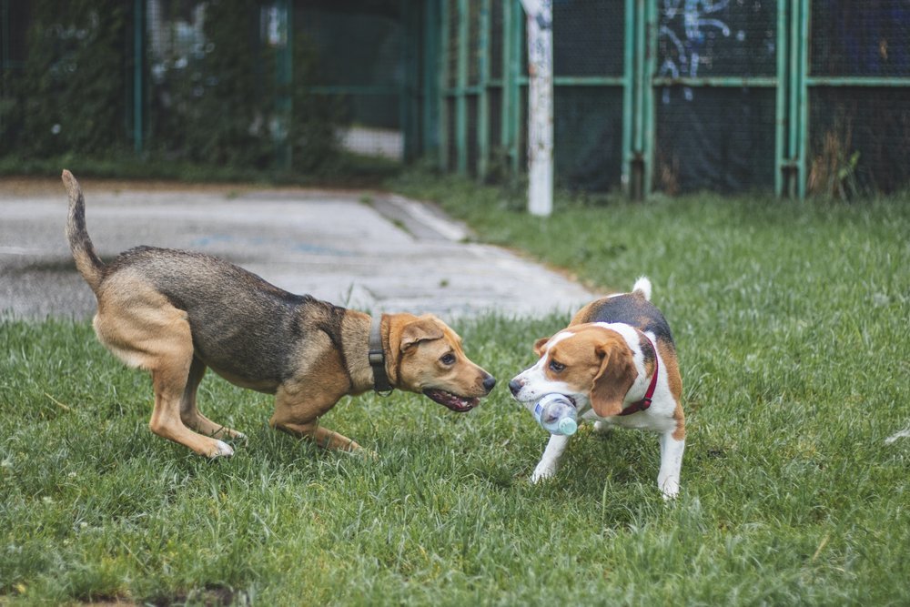 How to Tell If Dogs Are Playing or Fighting