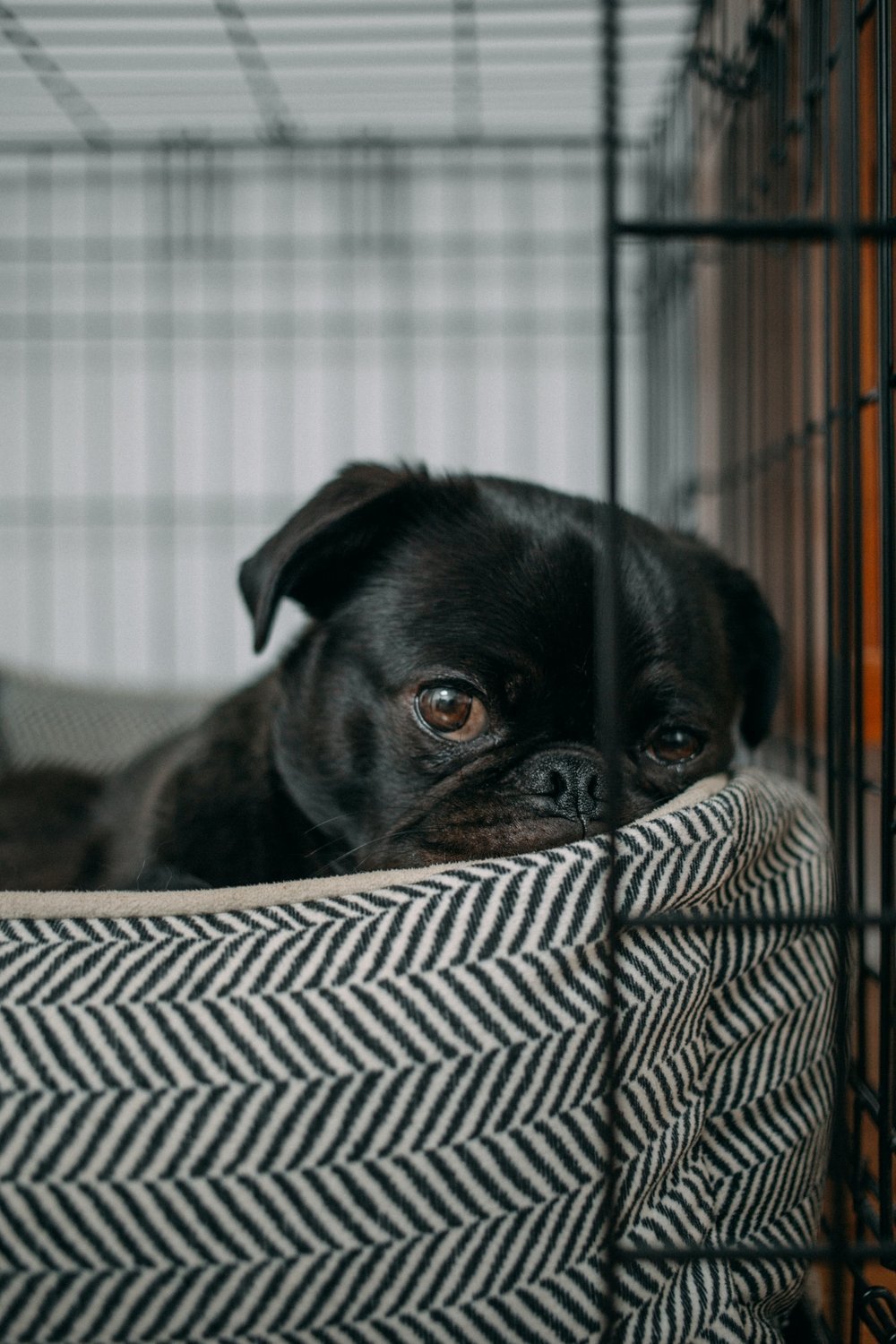 What are the pros and cons of crate training your dog?