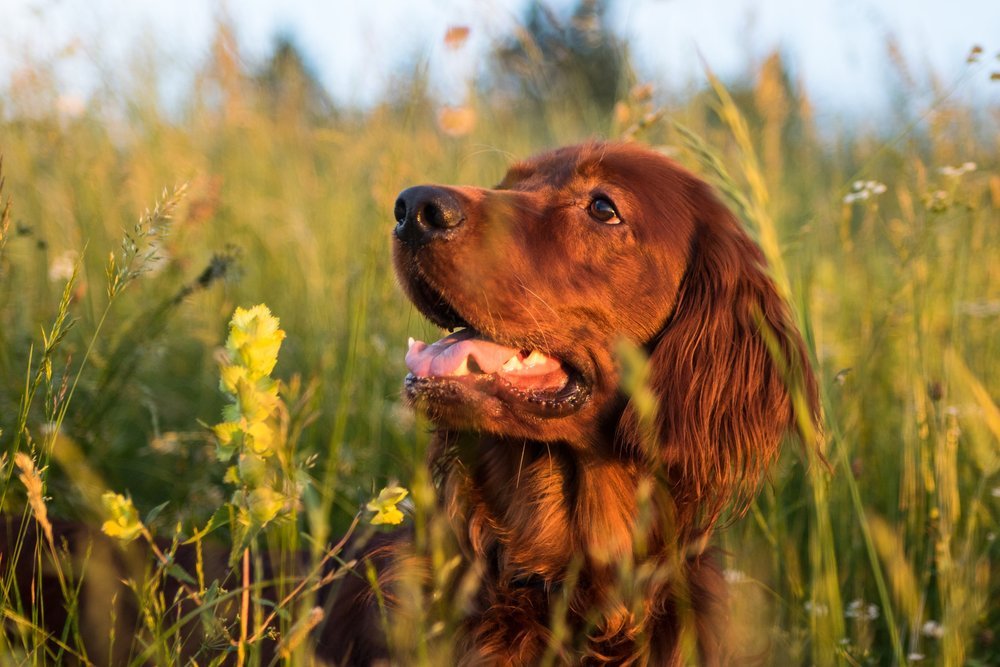 Saint Patrick’s Day: 8 Irish Dog Breeds That Shamrock!