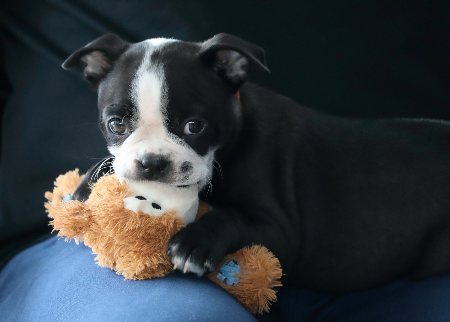 What to Do If Your Puppy or Dog is Scared of Squeaky Toys