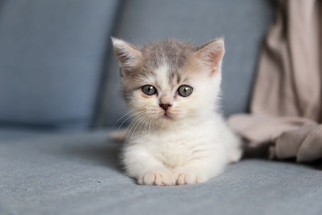How to Look After a Kitten