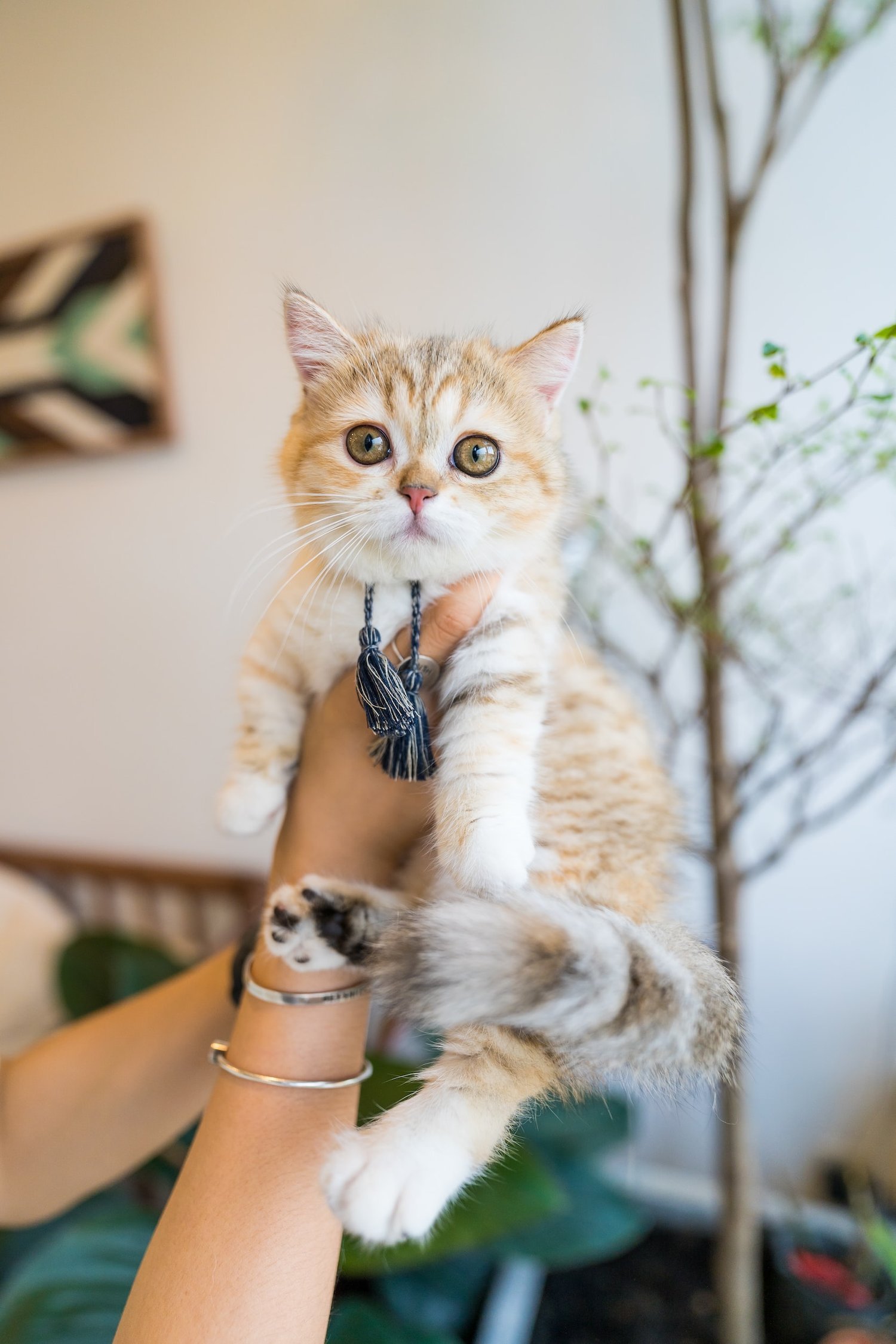 World Animal Day: Signs That Your Cat Loves You