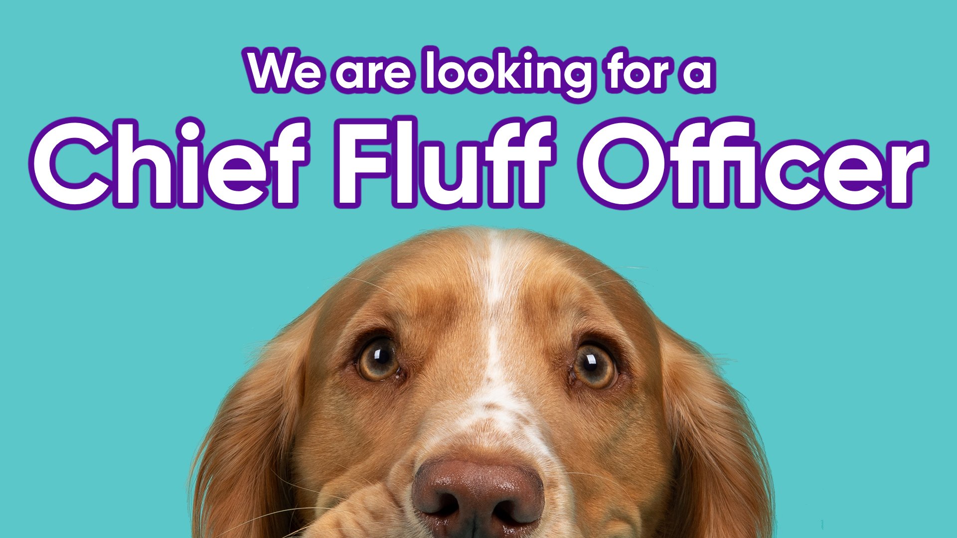 Wanted! Chief ‘Fluff’ Officer