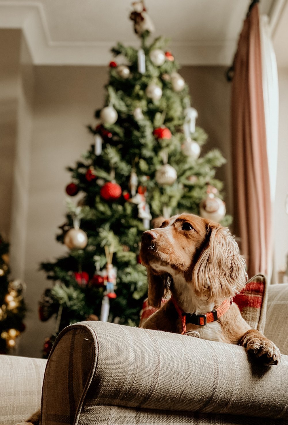 Are Christmas Trees Poisonous to Dogs?