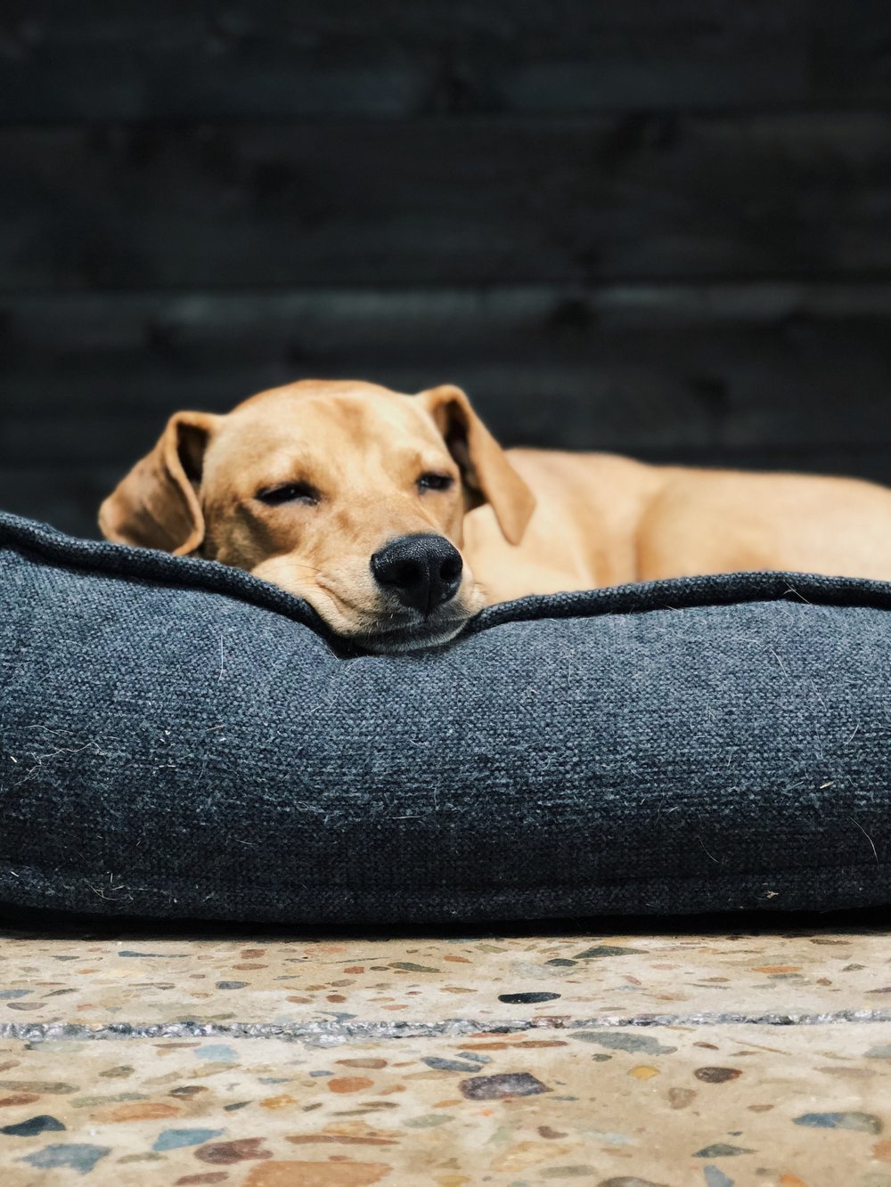 Travel Mate Outdoor Dog Bed