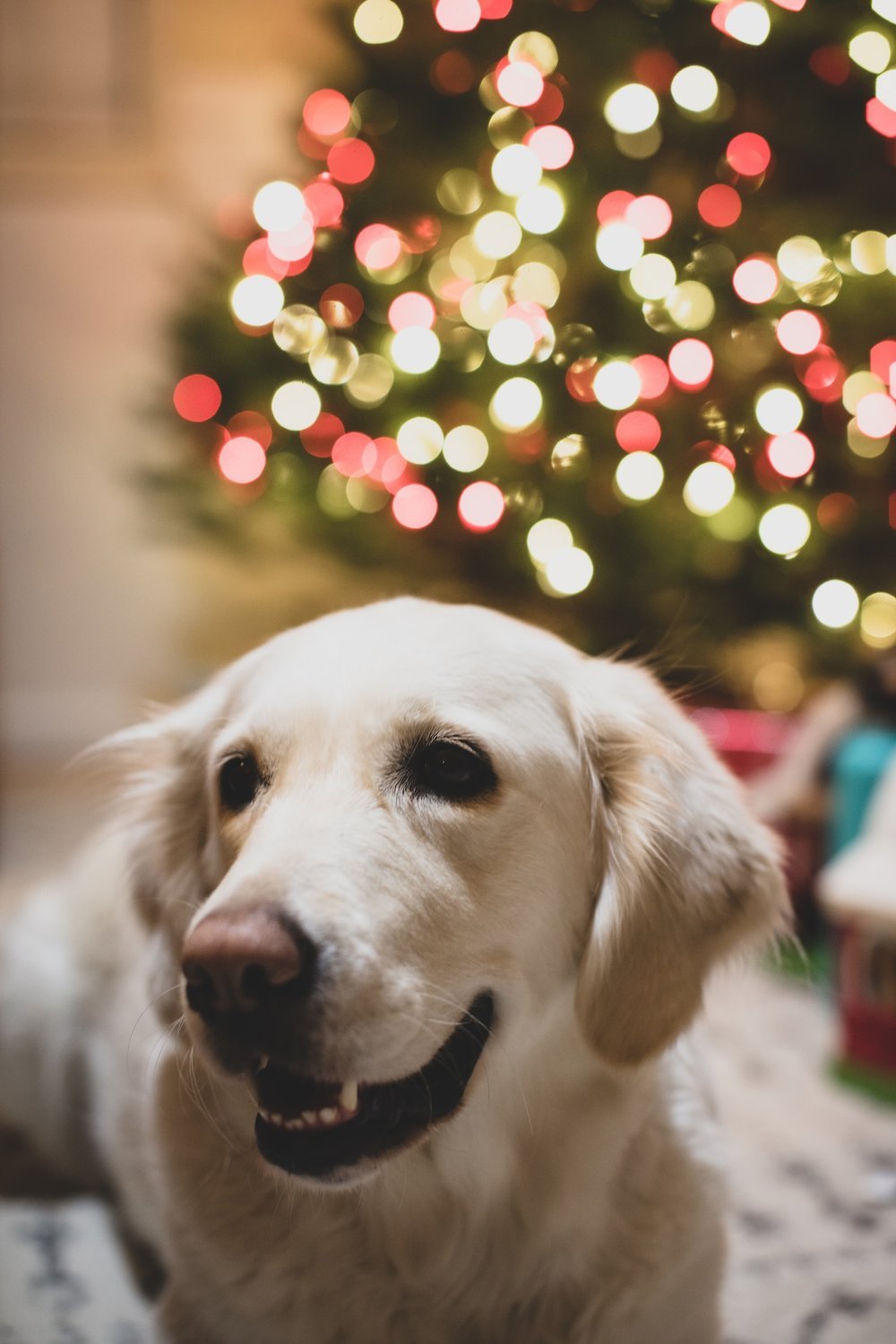 How to Keep Dogs Away from the Christmas Tree