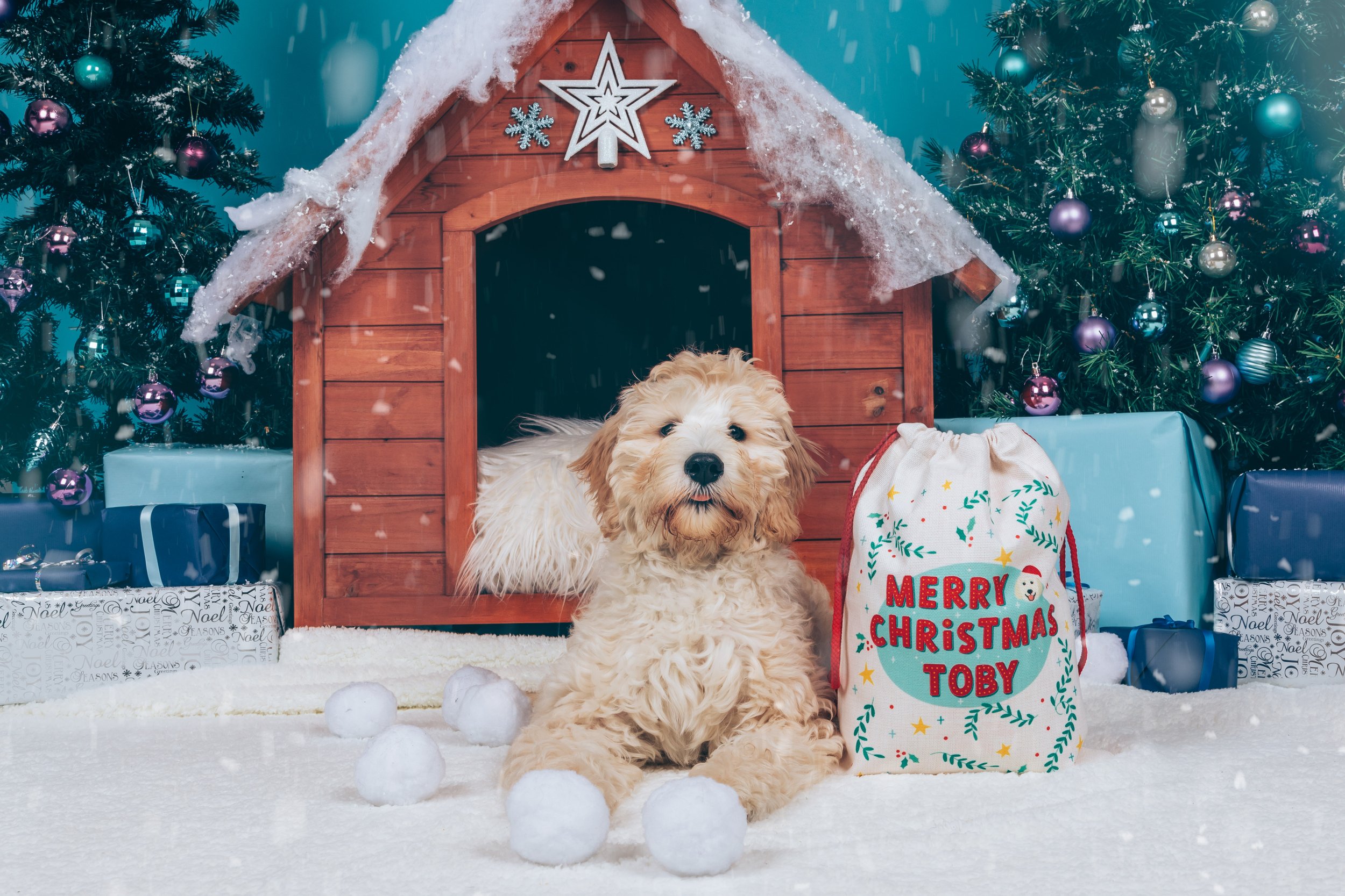 These are the most spoiled dog breeds in America this holiday season