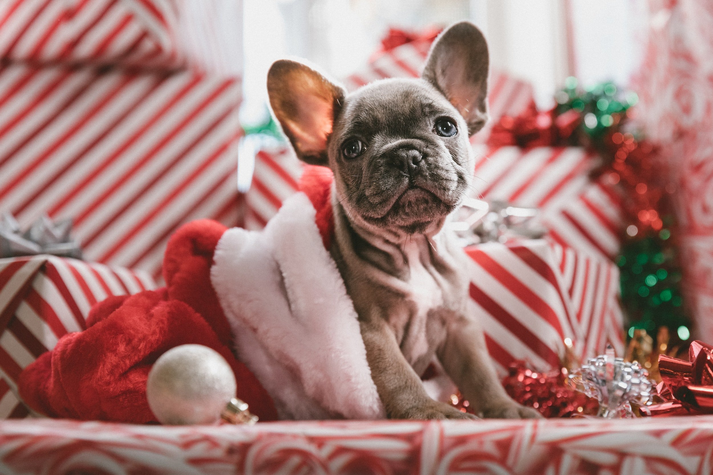 What To Get Your Dog for Christmas: Yappy’s Ultimutt Wish List!