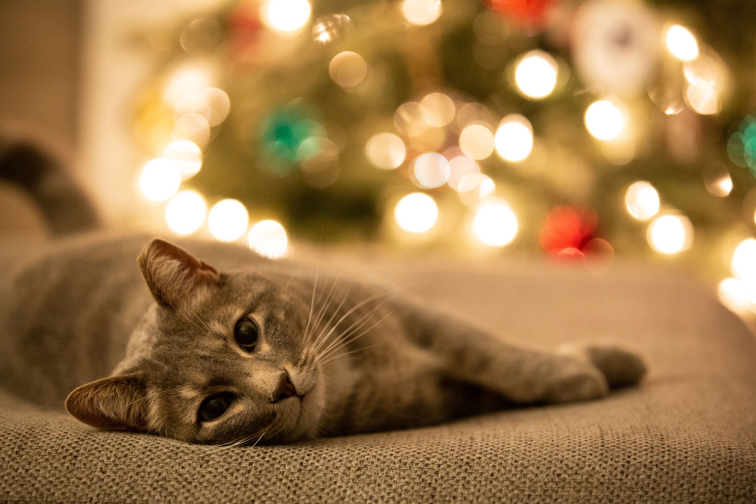 The Best Christmas Presents for Cats