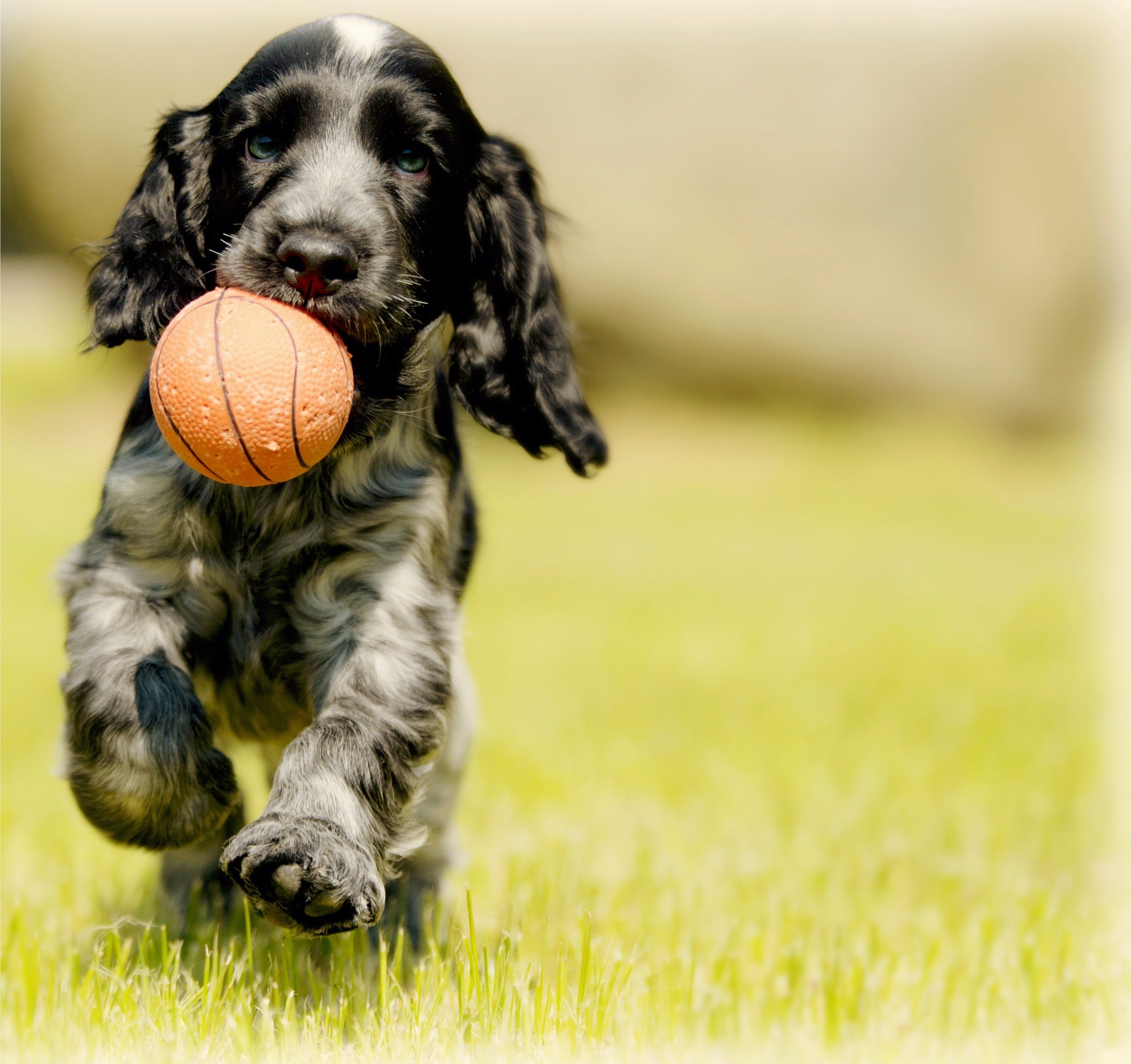 How Much Play Does Your New Puppy Need?