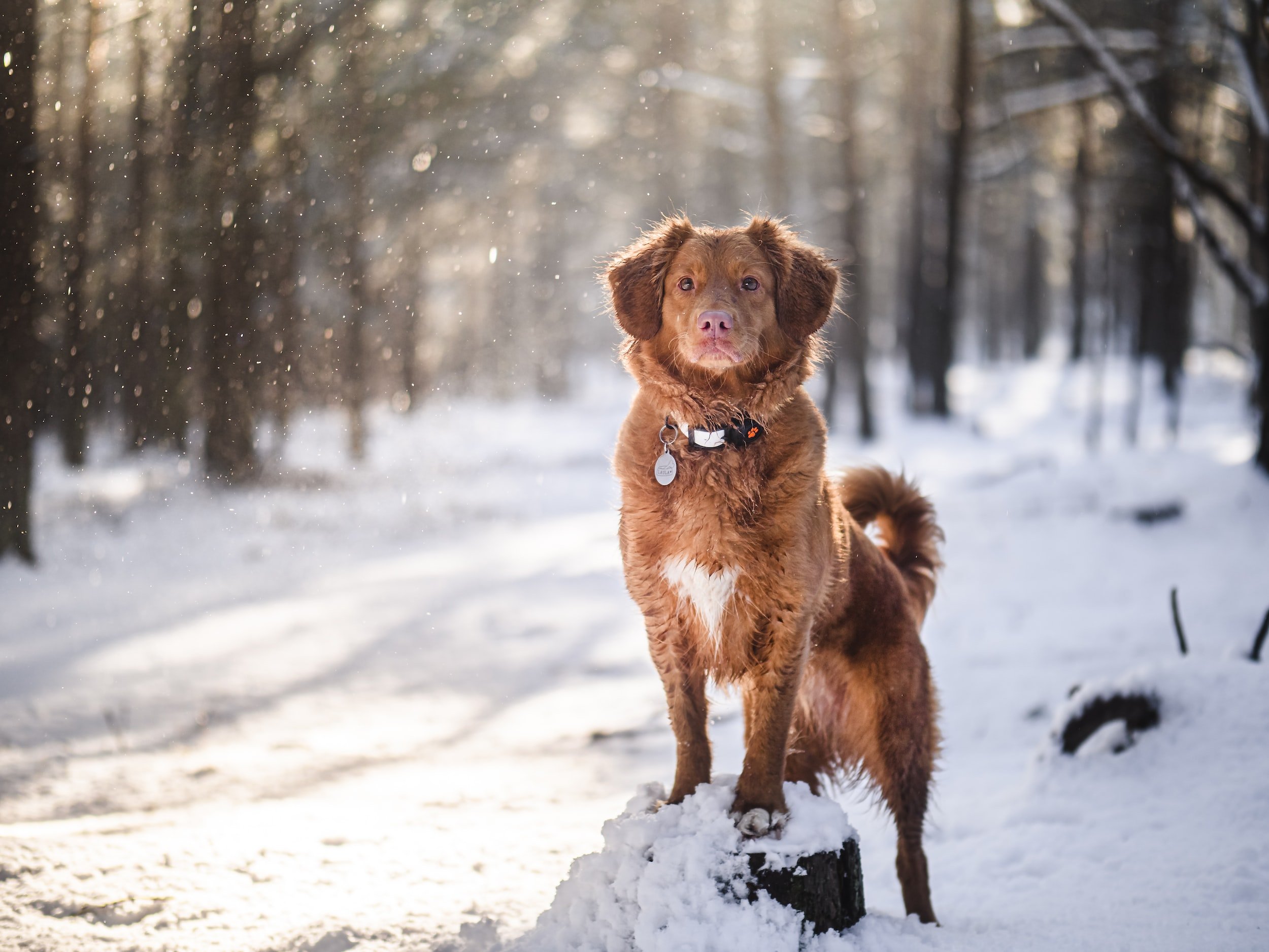 How to Keep Your Dog Safe in the Cold