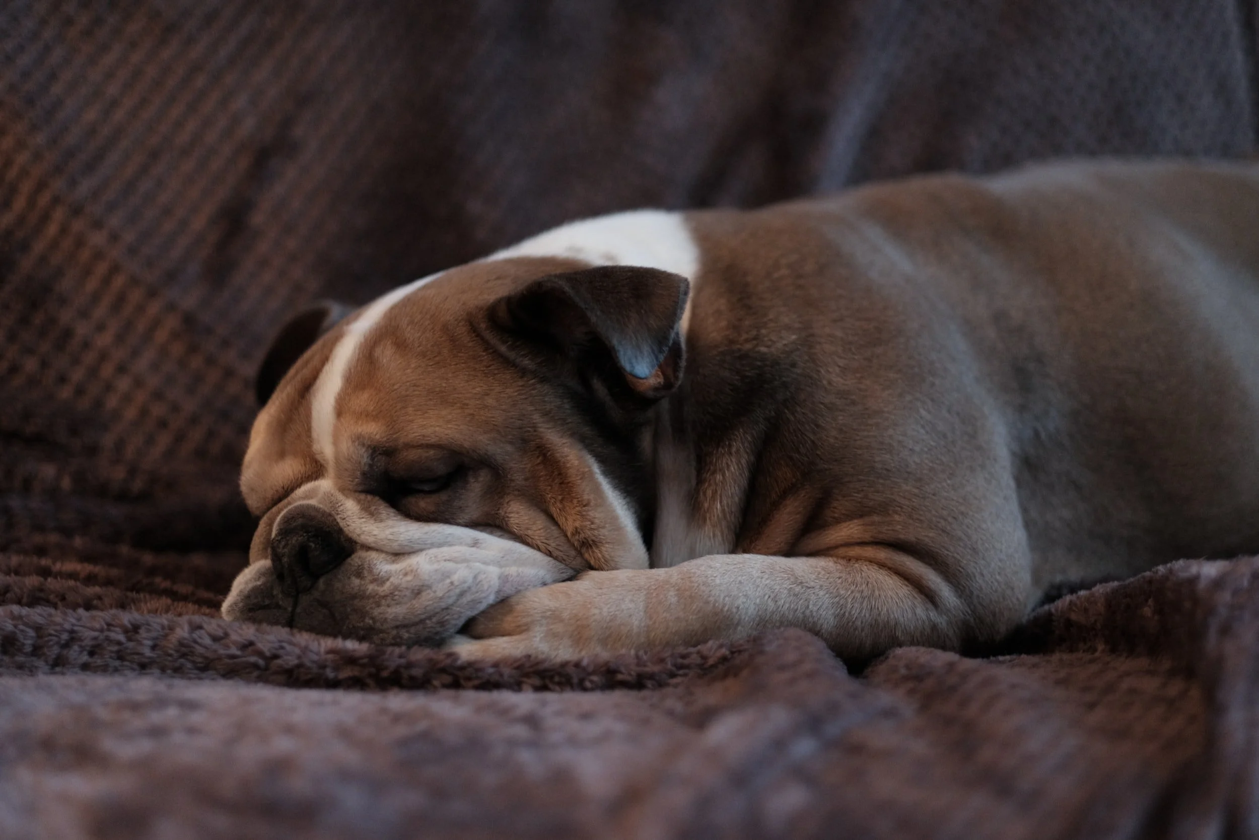 Why does my dog cry in their sleep? — Yappy Life