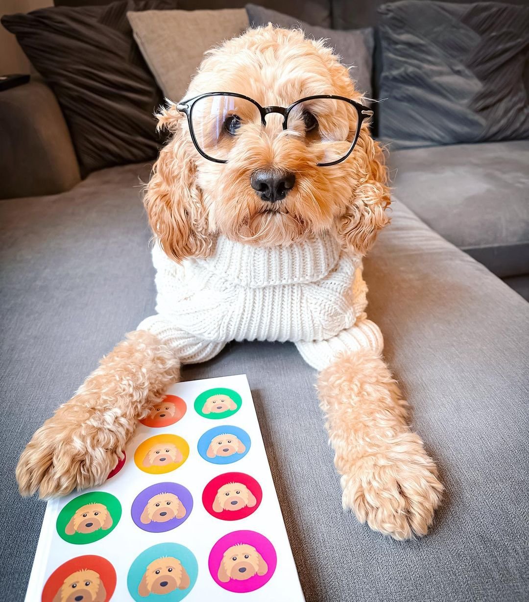 @_axelthecockapoo