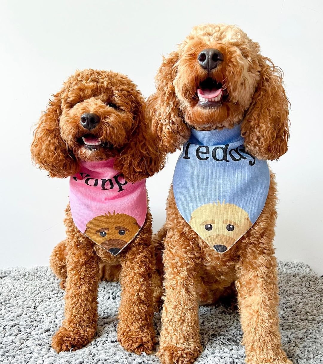 personalised dog bandanas, yappy dog bandanas, cockapoos wearing bandanas