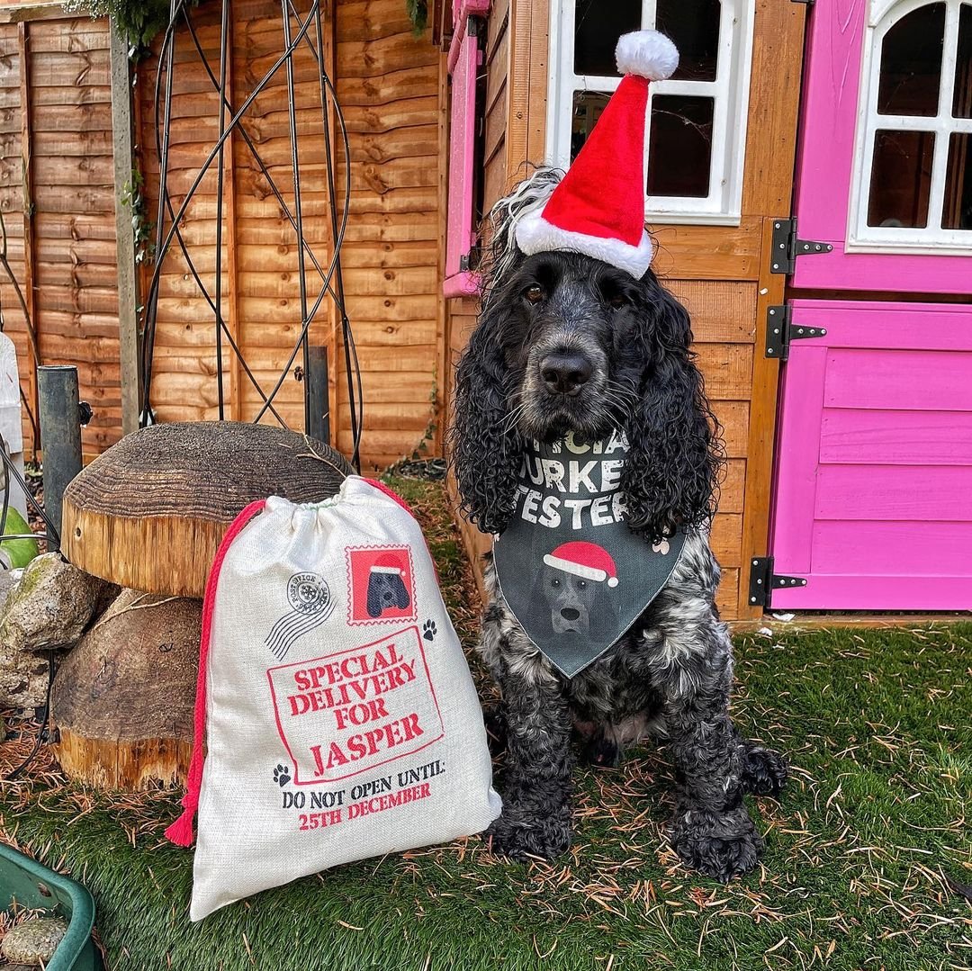 8 Amazing Gifts to Get Your Dog for Christmas