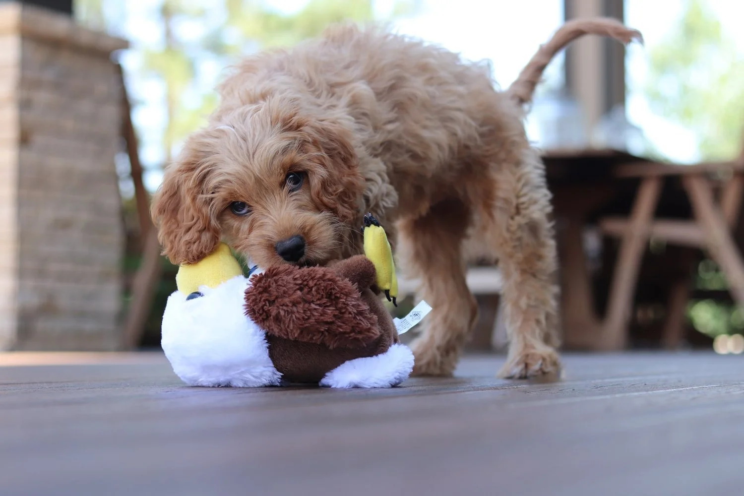 What to do if your dog is scared of squeaky toys — Yappy Life