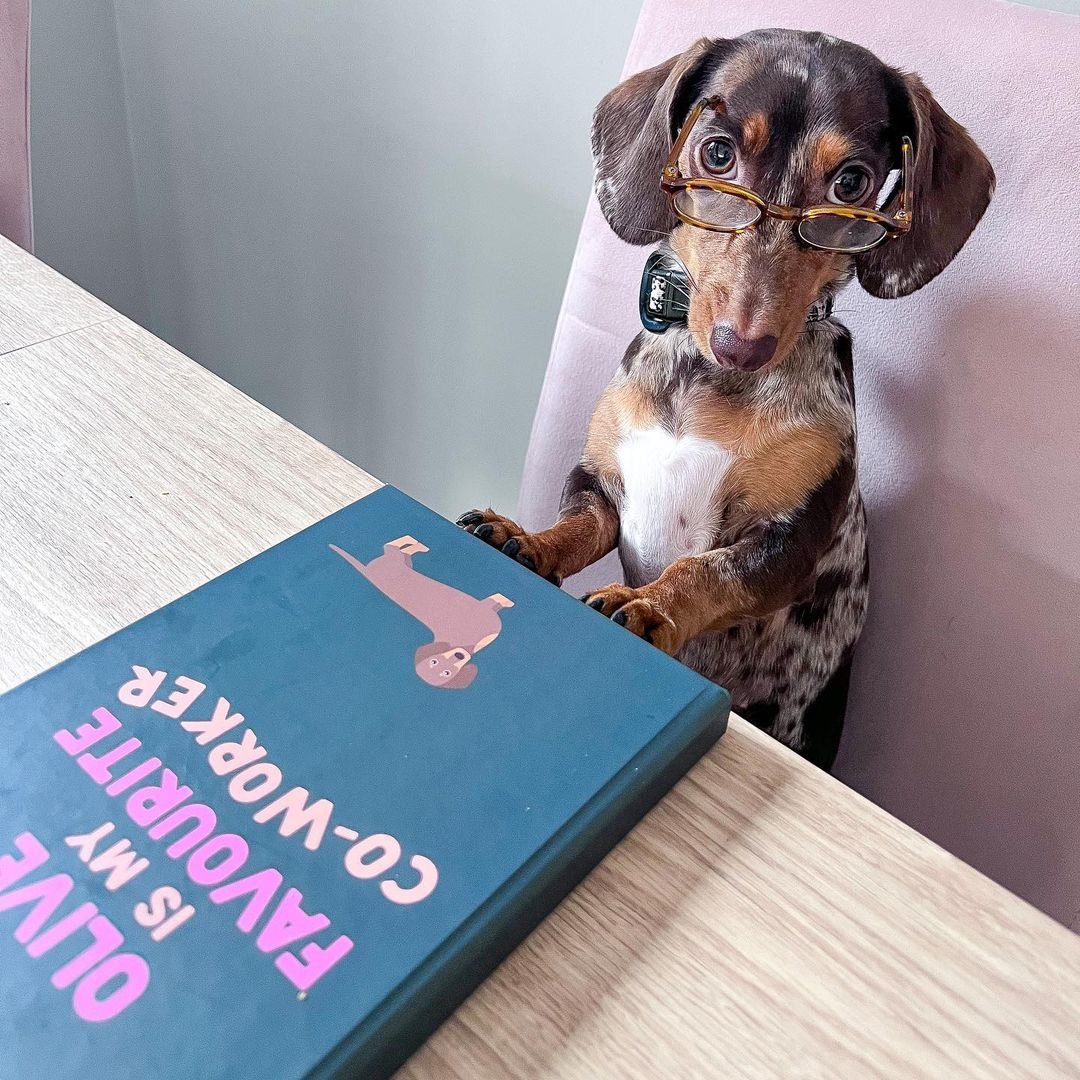 dog notebook, custom dog notebook, dog and notebook, dog at work, dog at desk