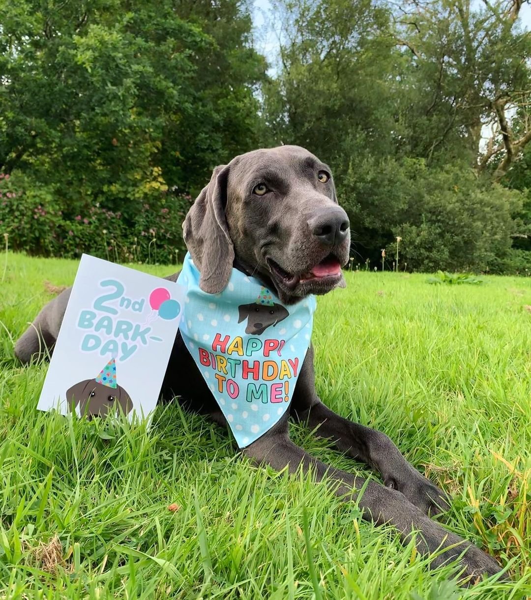 dog birthday bandana, dog birthday card, personalised dog card, personalised dog birthday bandana