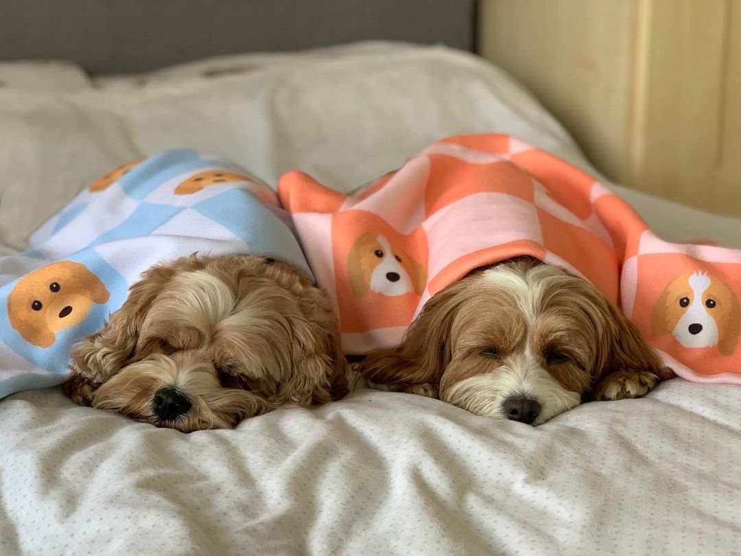 yappy dog blanket, personalised dog blanket, cavapoo under blanket