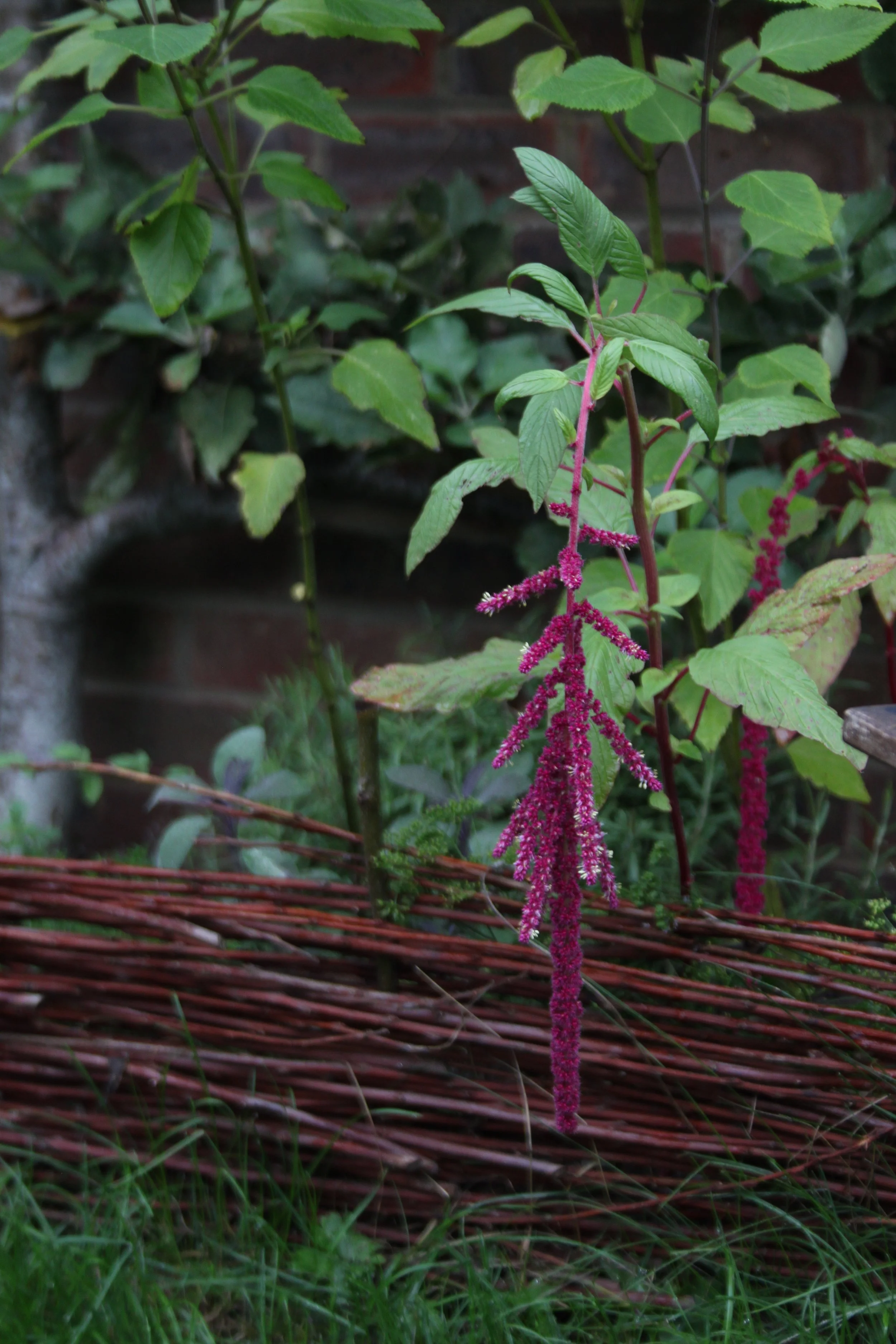 Garden Design, Planting Design, Thoughtful planting, help me with my garden, botanical drawing, east sussex garden design, concept plan, designers, design my space, garden design help