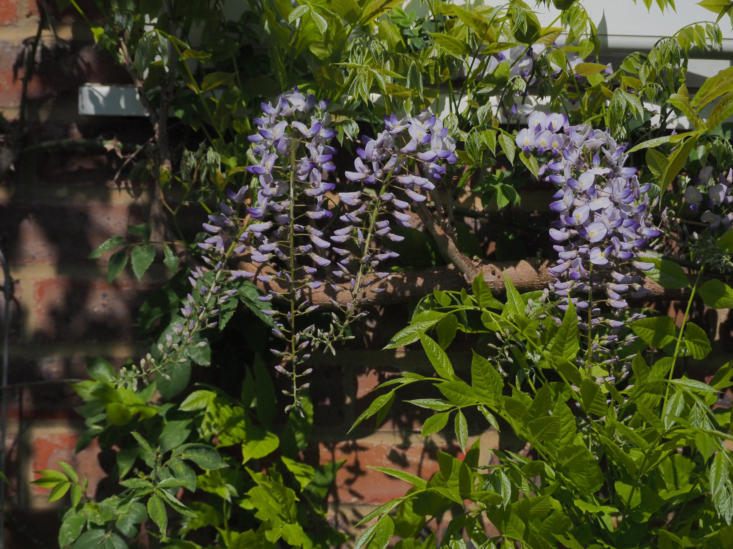 Mackintosh Martin Gardening, Mackintosh Martin Garden Design, Planting Design, East Sussex Garden Designer, Design, Beautiful Garden, Cottage Core, Designer,