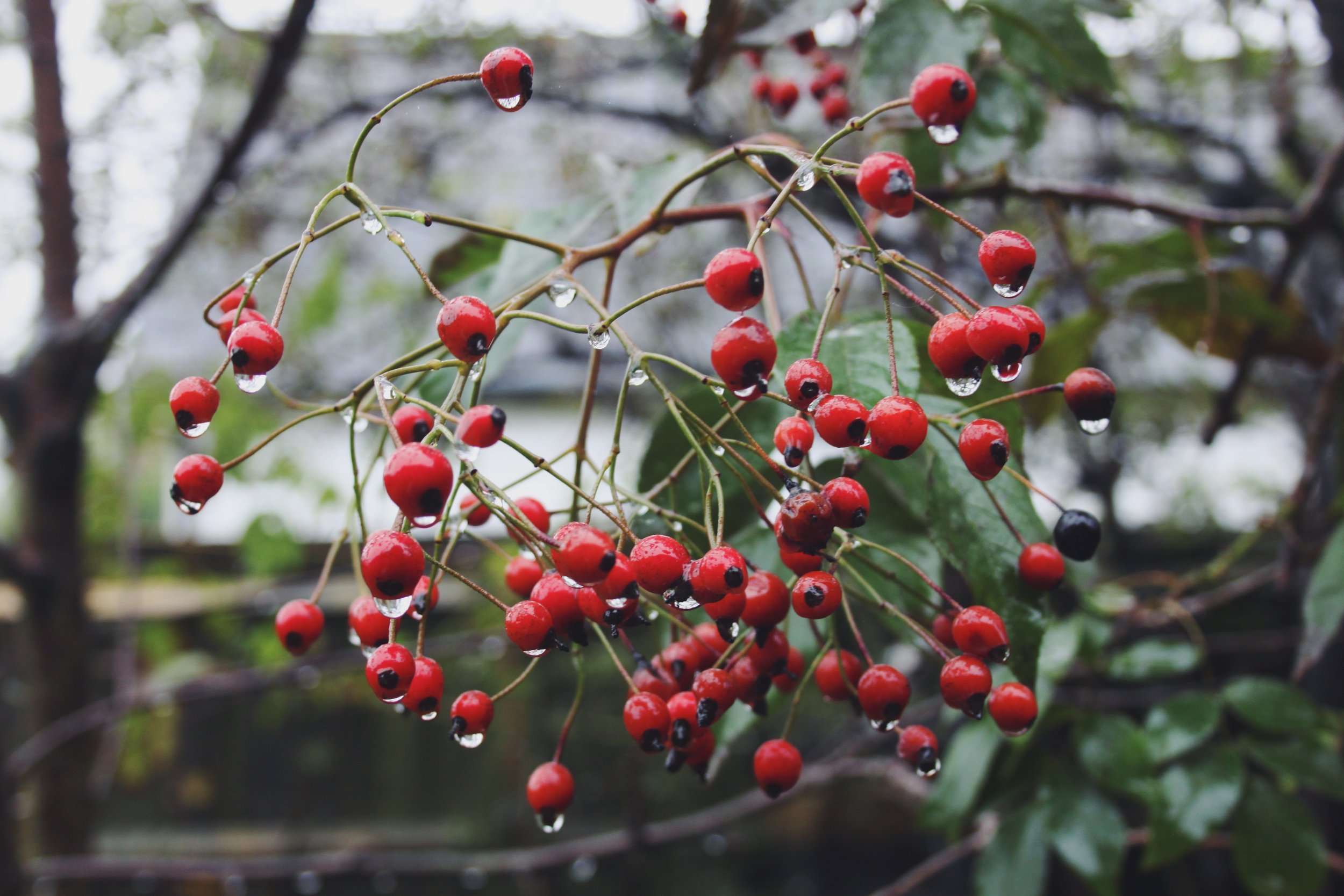 December in the Garden 