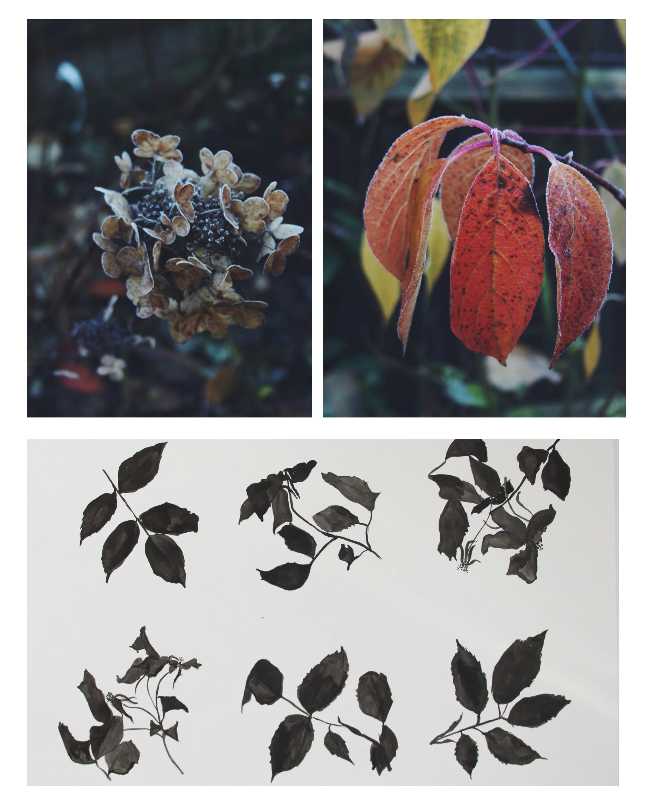 January in the Garden 