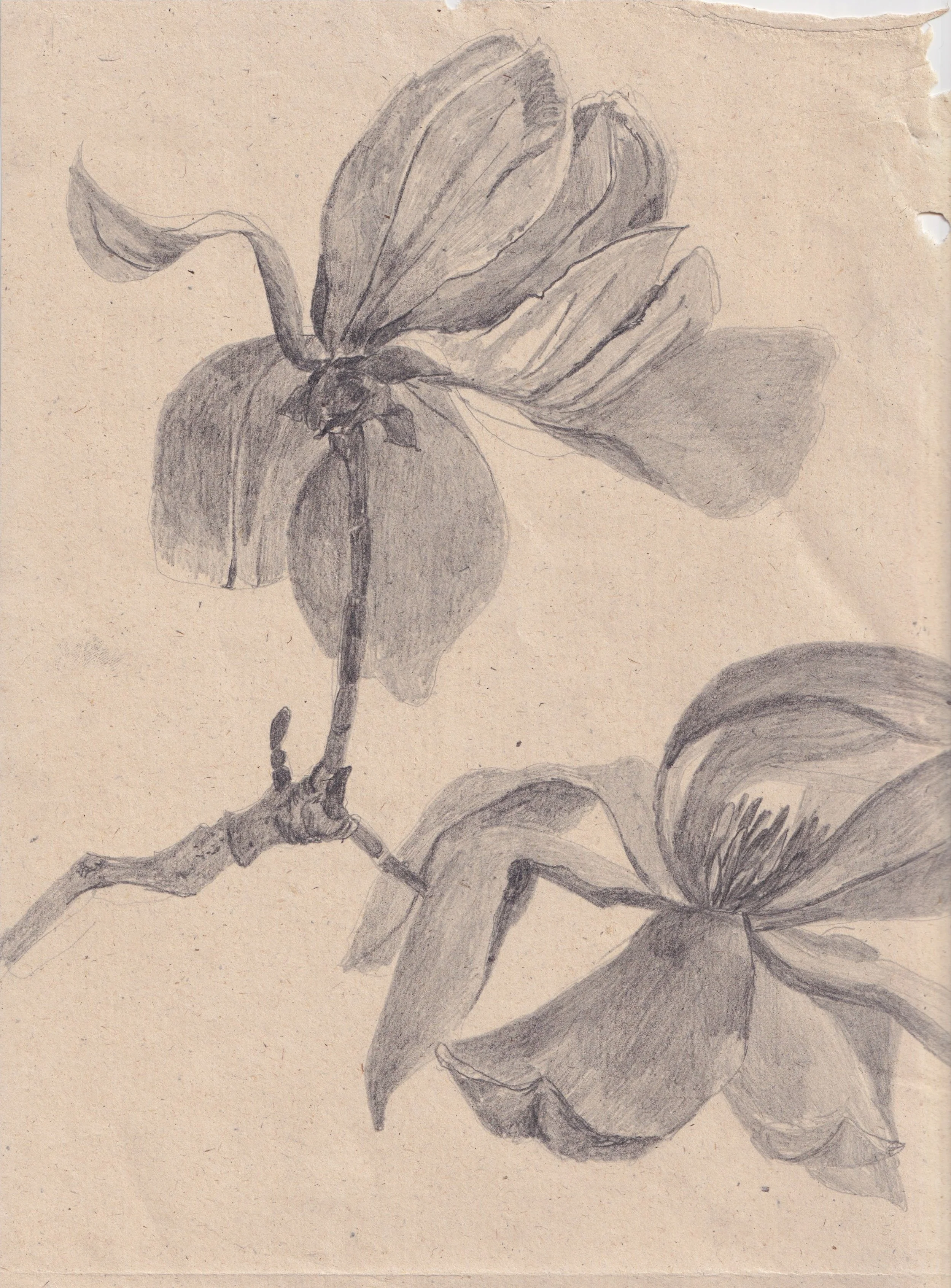 February in the Garden 