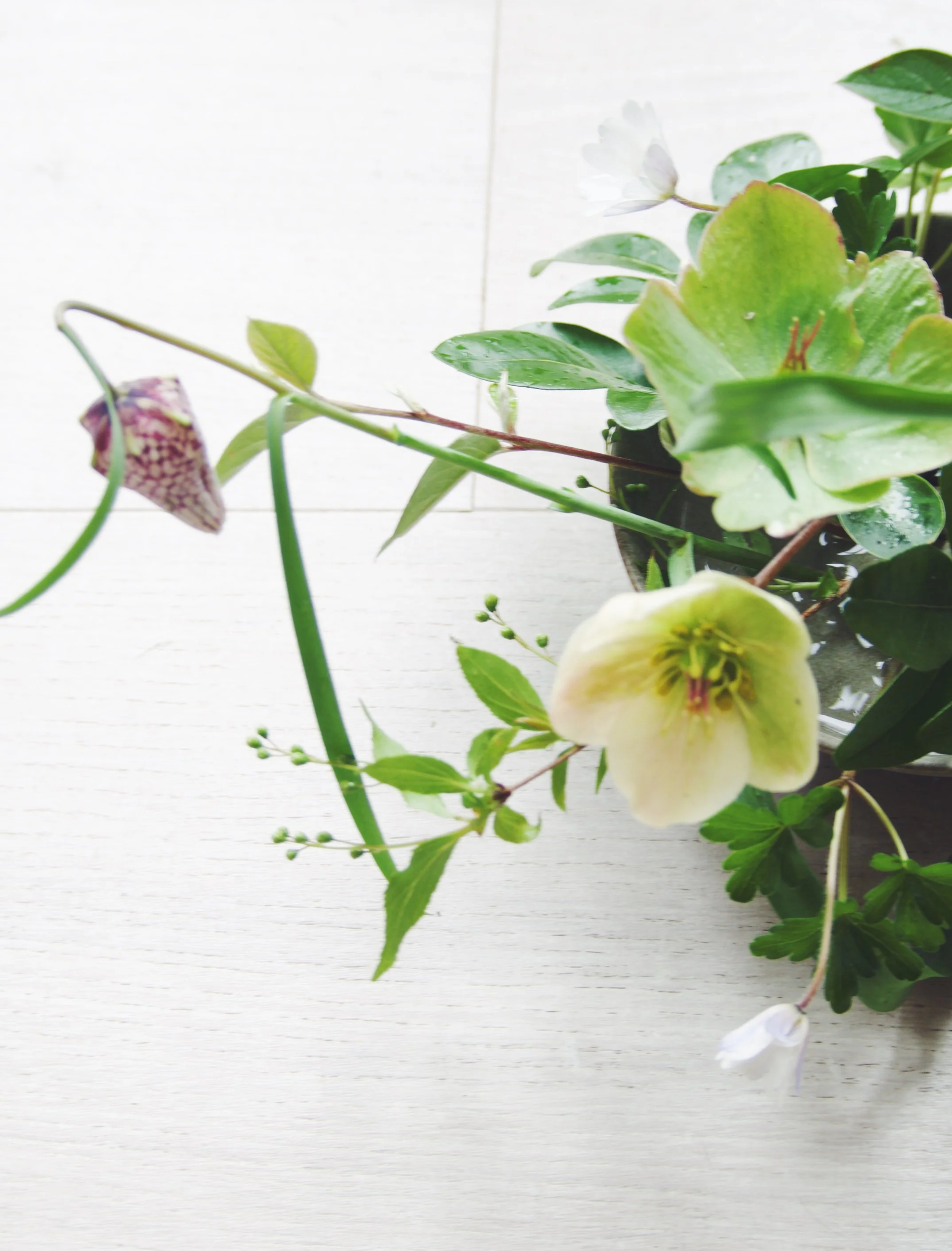 Spring Gardening and Design Projects 