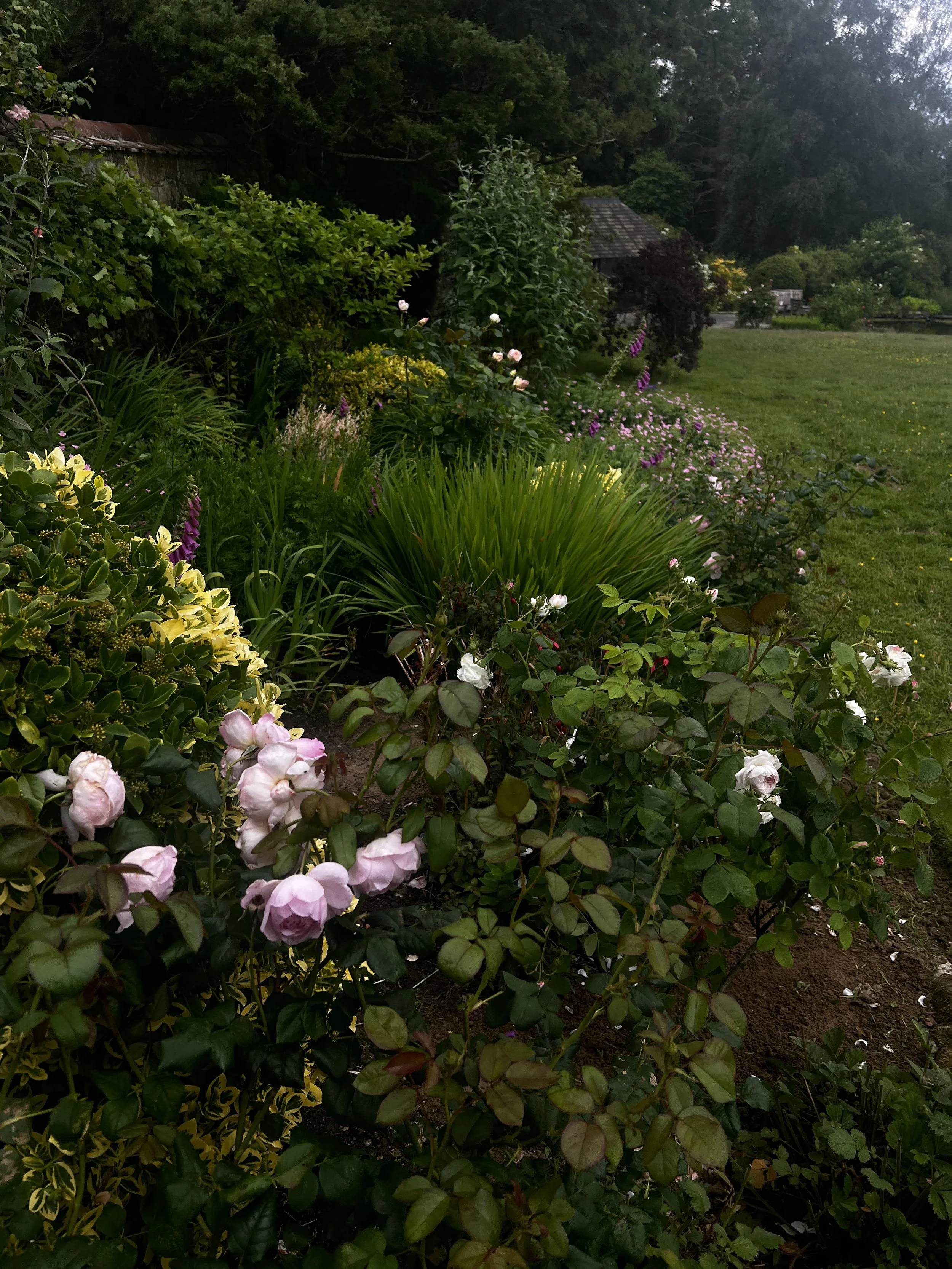 High Summer in the Garden 
