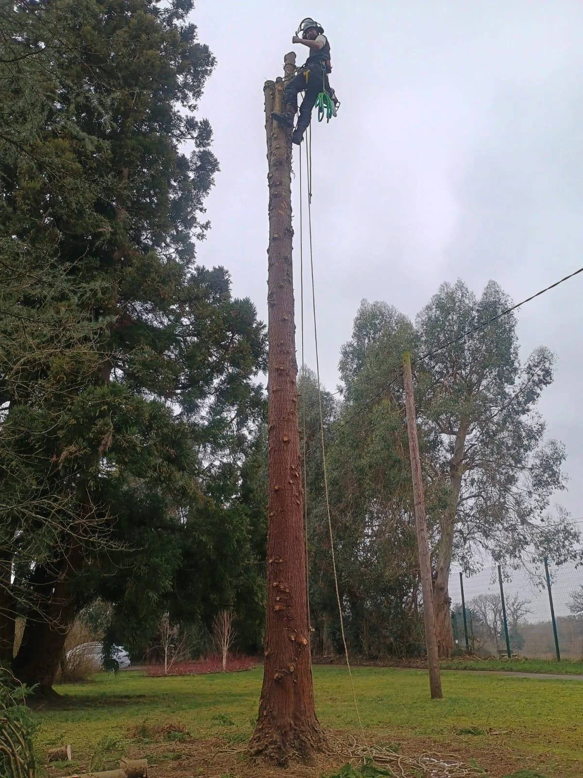 Tree Work.JPG
