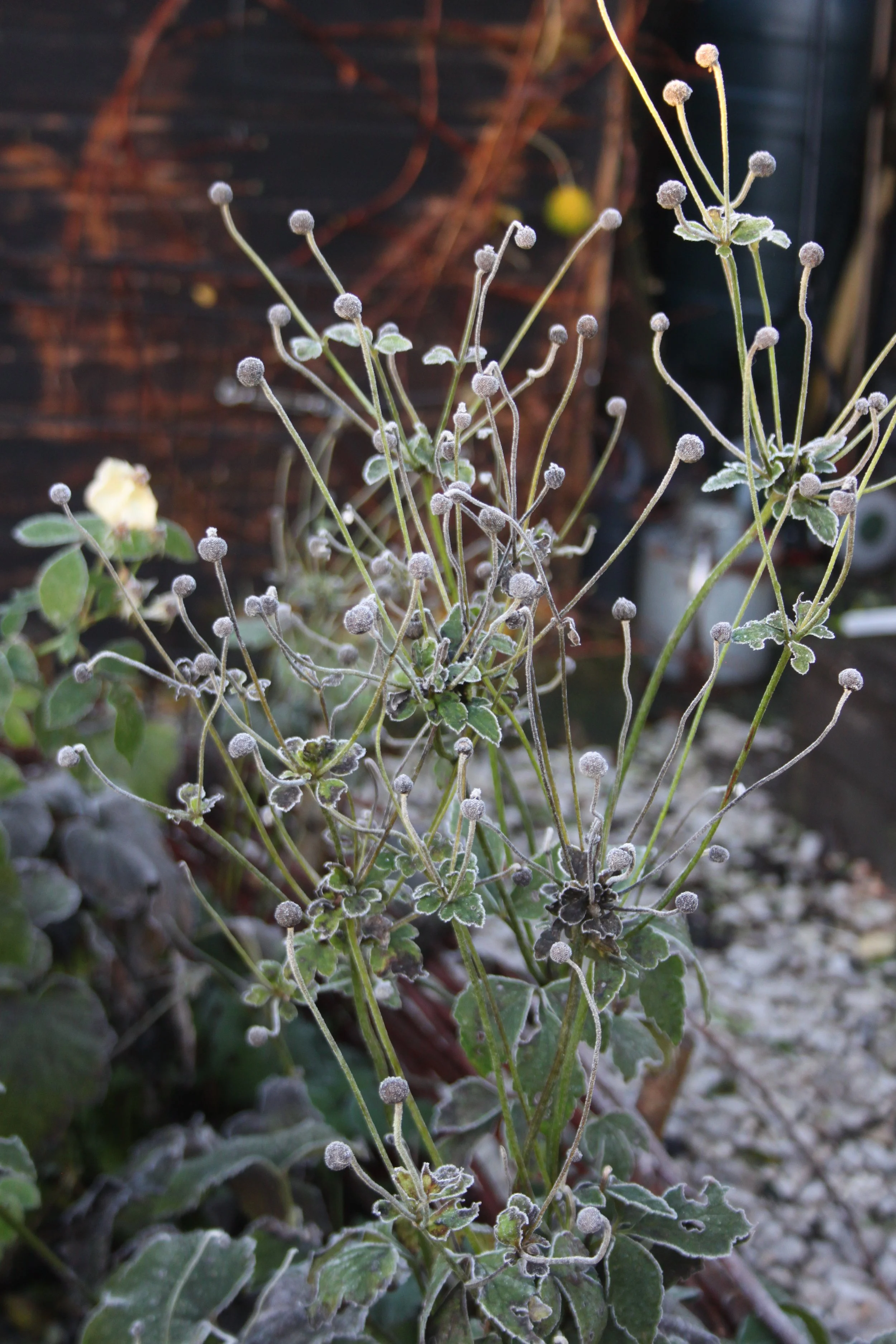 Garden Design, Thoughtful Planting, East sussex garden design, crowborough gardening, planting schemes, beautiful gardens