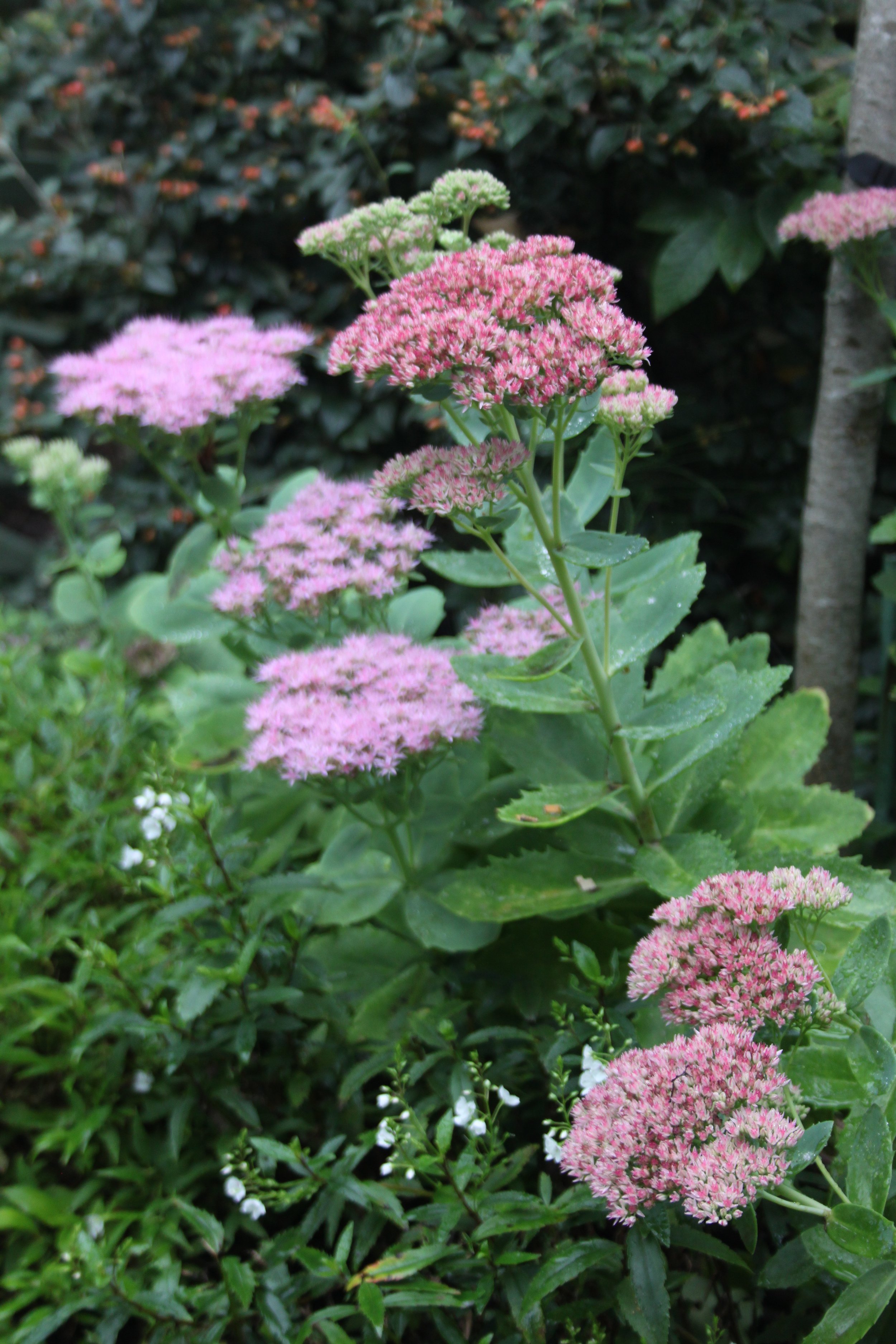 Garden Design, Planting Design, Thoughtful planting, help me with my garden, botanical drawing, east sussex garden design, concept plan, designers, design my space, garden design help