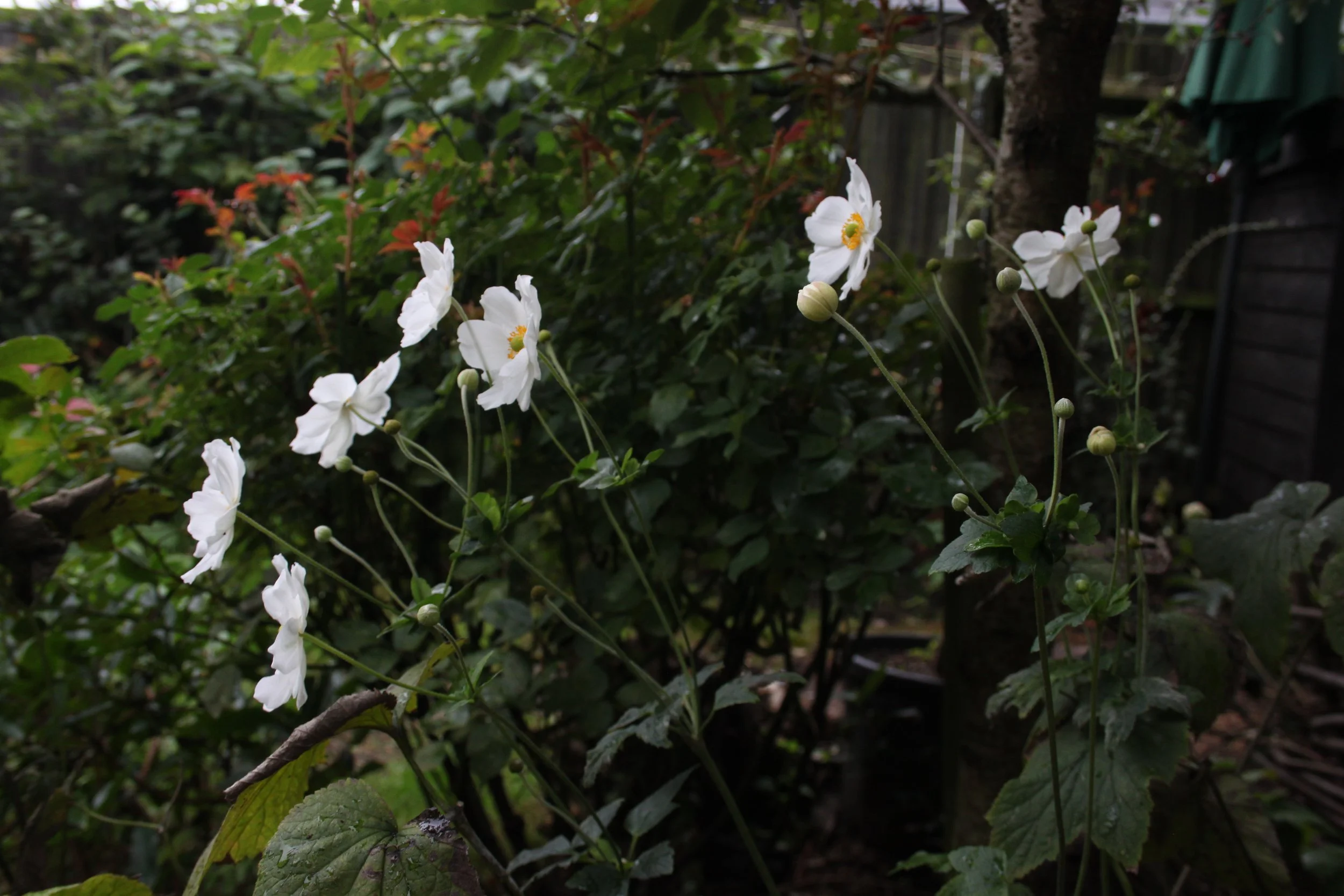 Garden Design, Planting Design, Thoughtful planting, help me with my garden, botanical drawing, east sussex garden design, concept plan, designers, design my space, garden design help