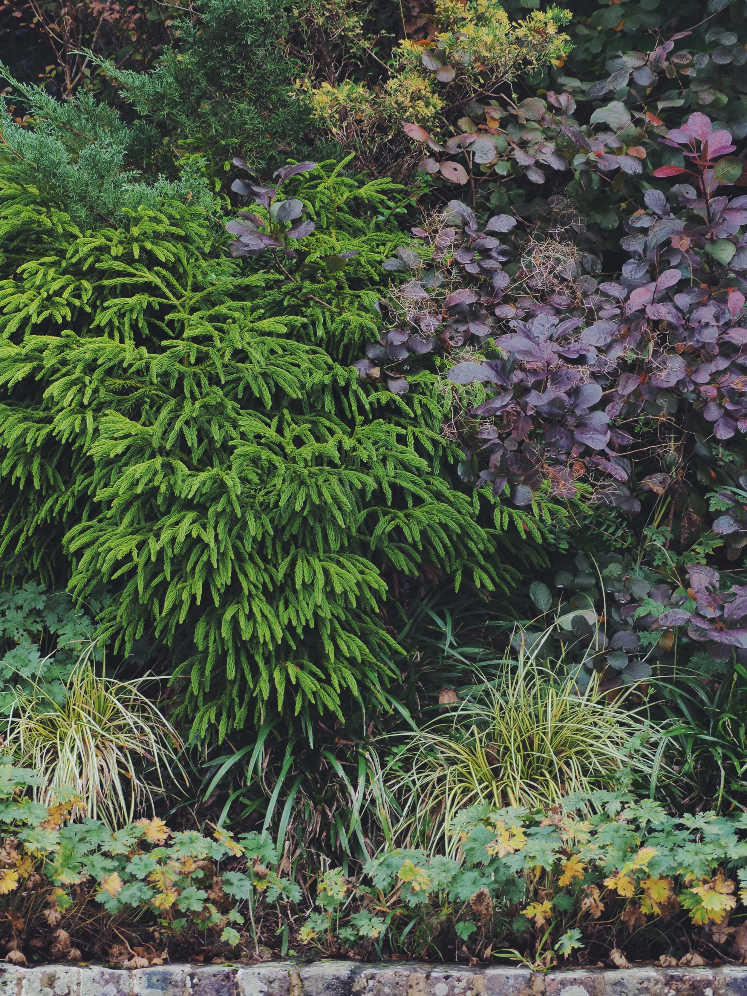 Various green and purple plants, including a small shrub, grass, and ground cover, growing along a stone border.
