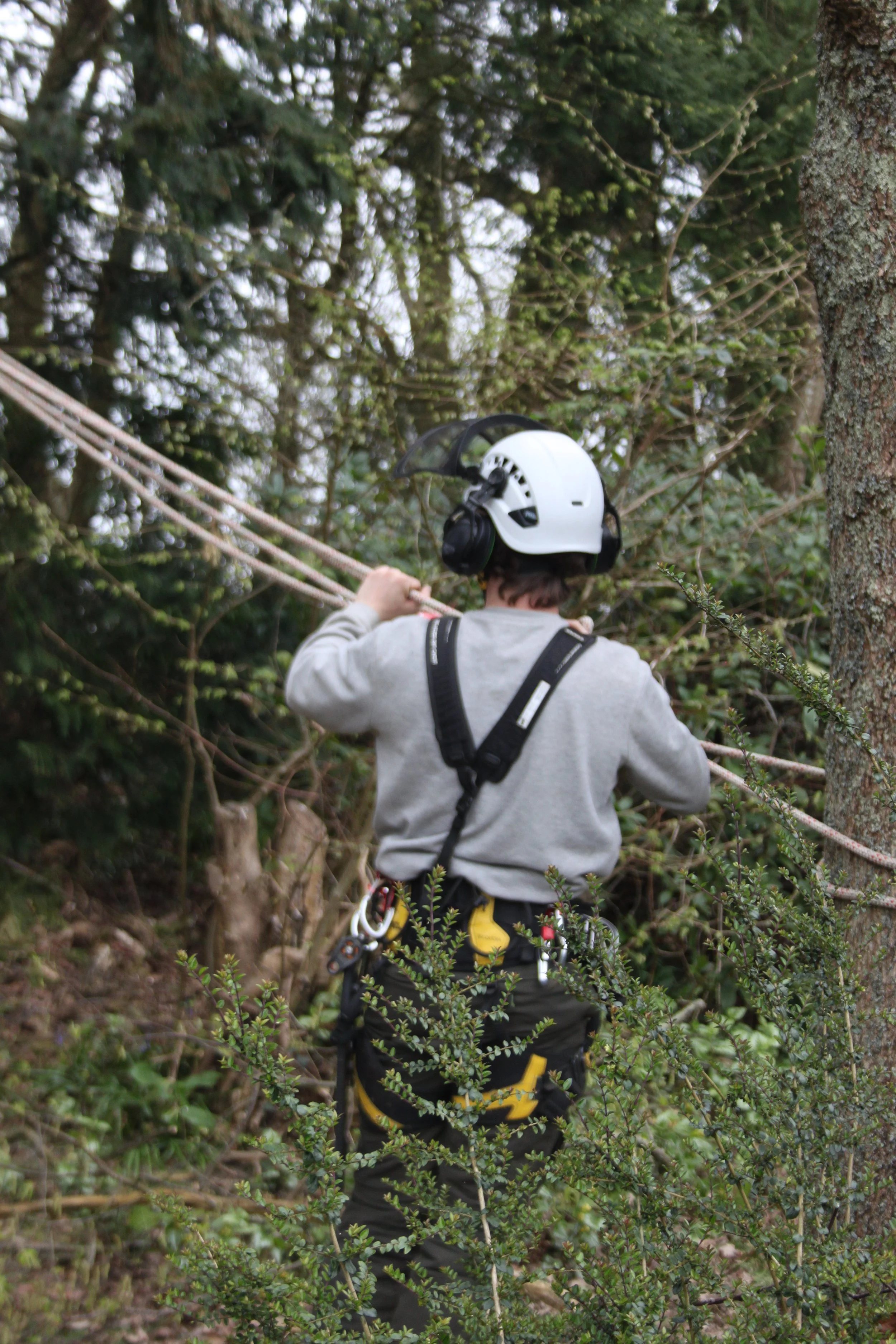 Person wearing a safety helmet and harness navigating through a dense forest with climbing gear.